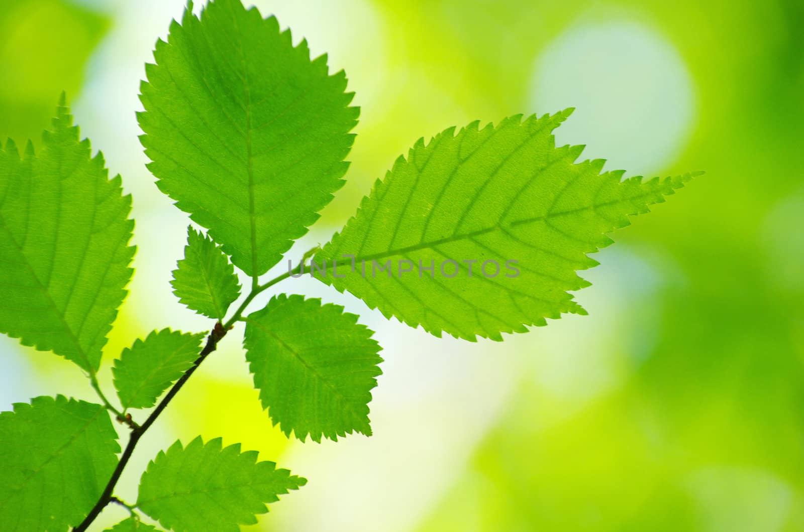green leaves background in sunny day
