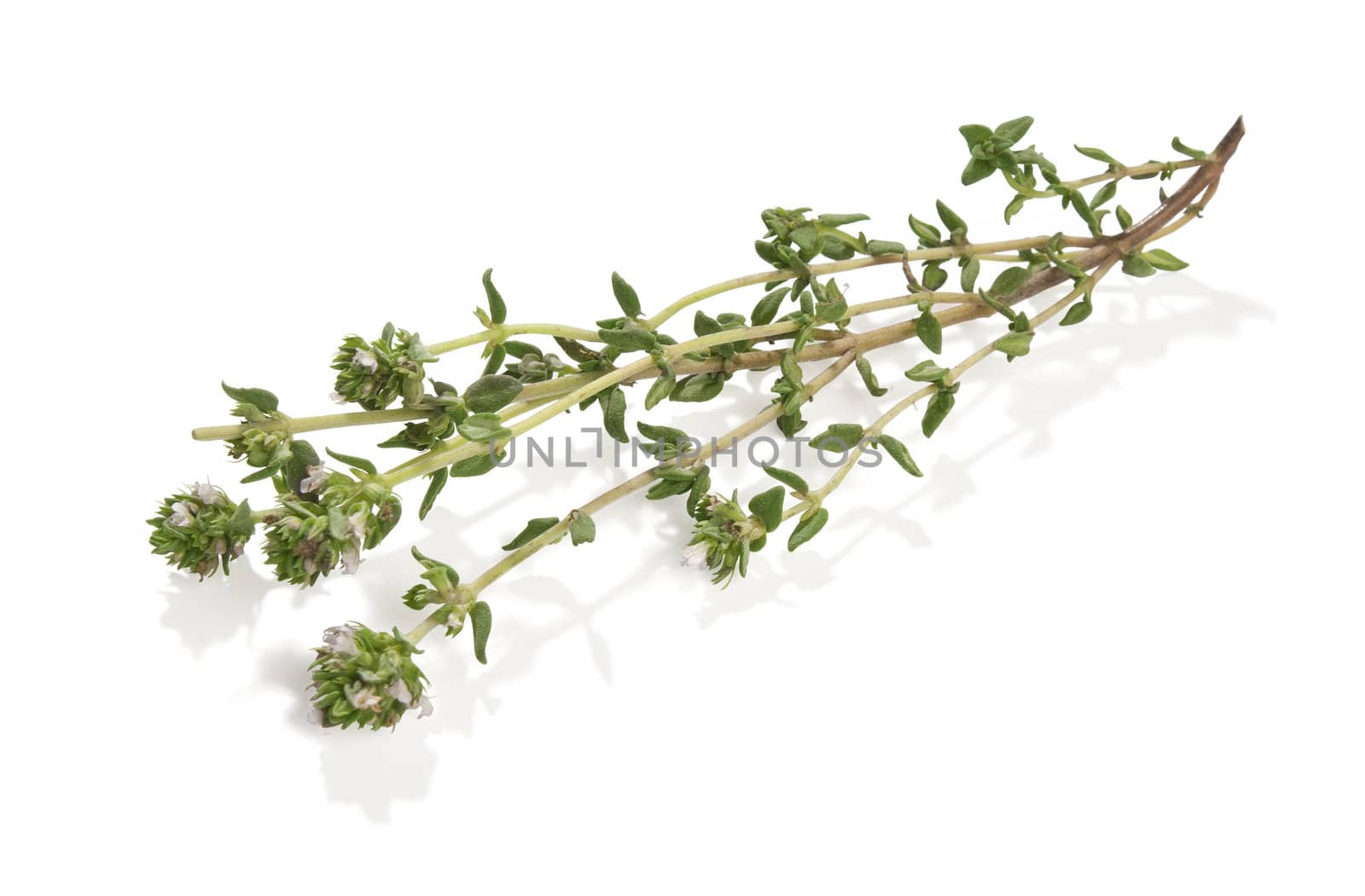 Isolated branch of thyme on the white background