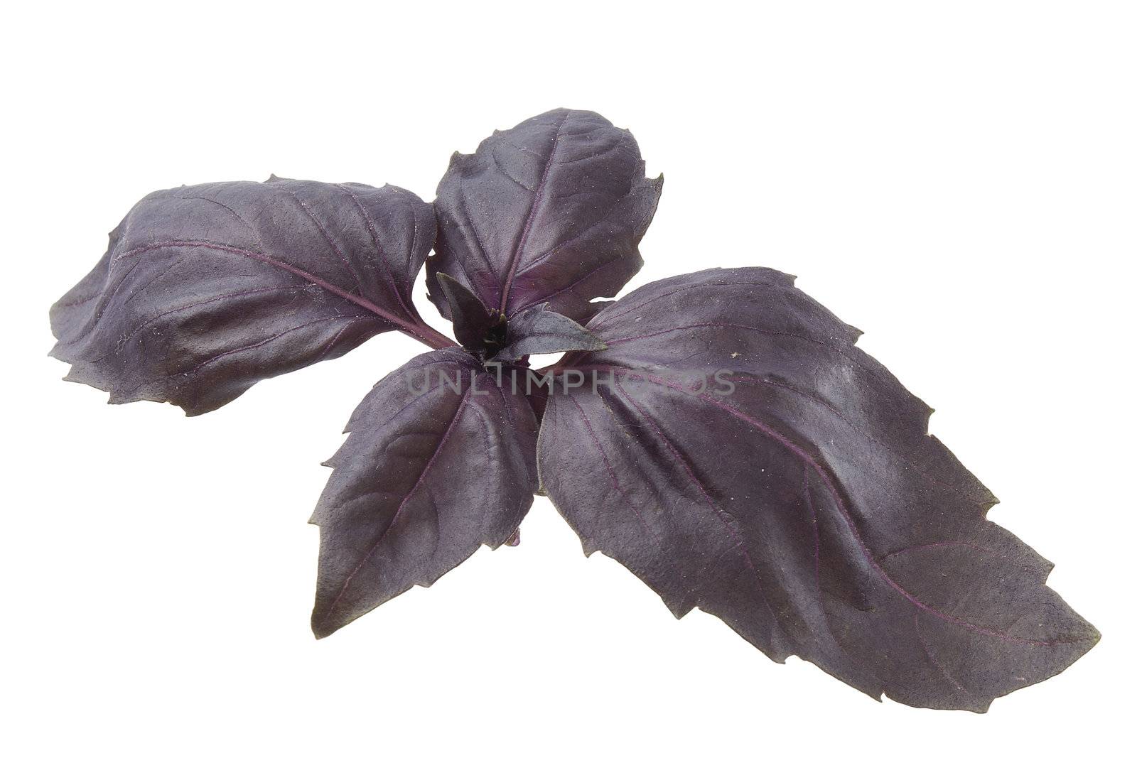 Purple basil by Angorius