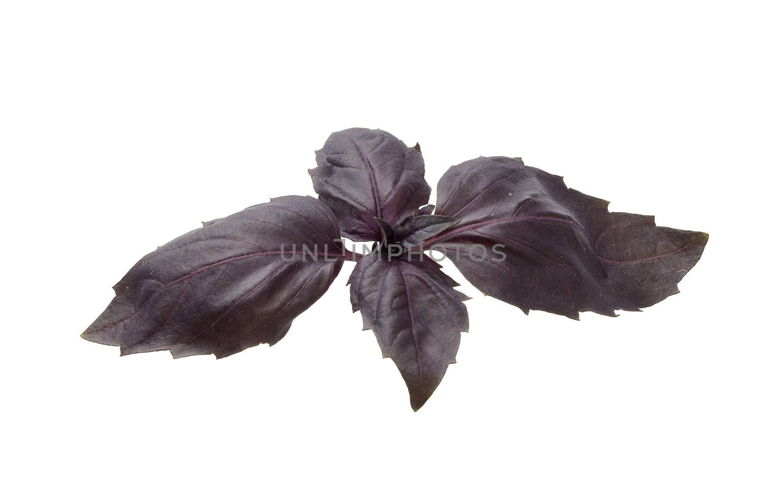 Purple basil by Angorius