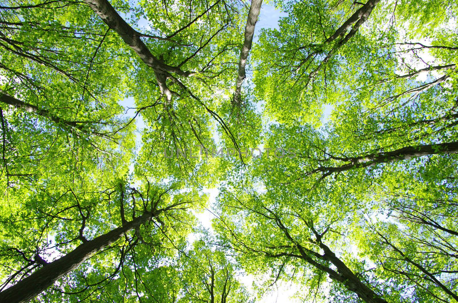 green forest background in a sunny day