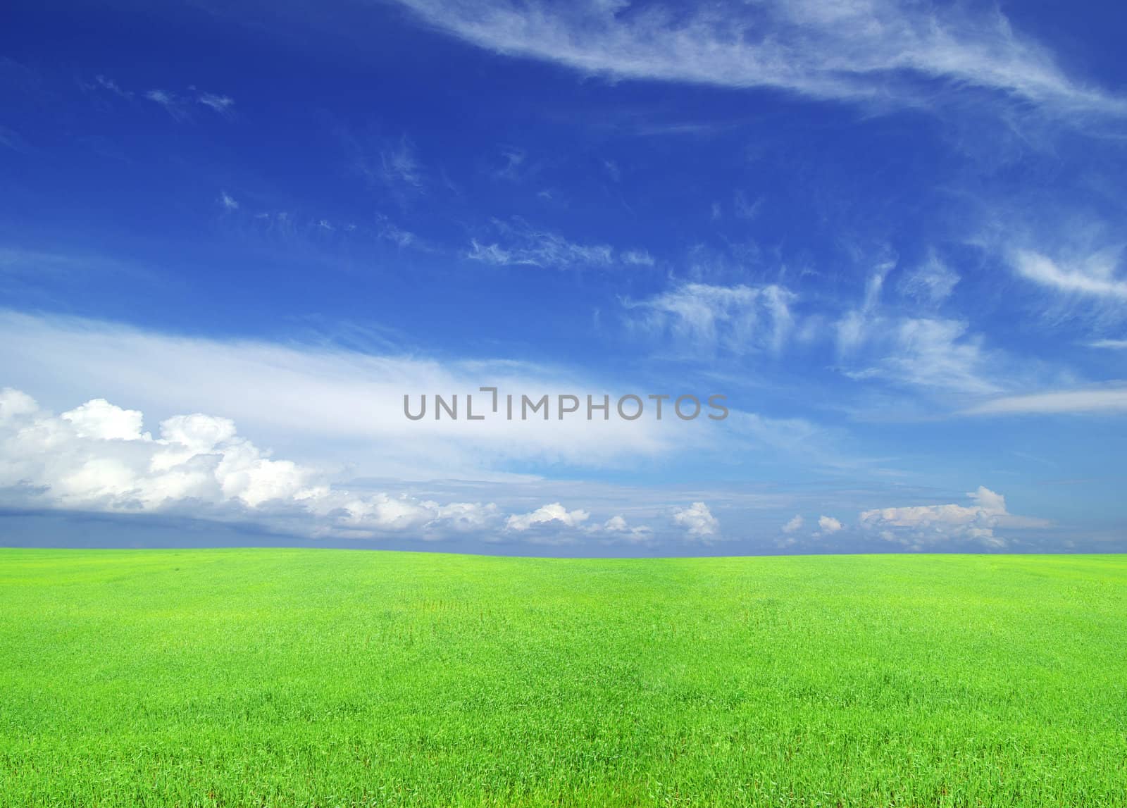 field on a background of the blue sky