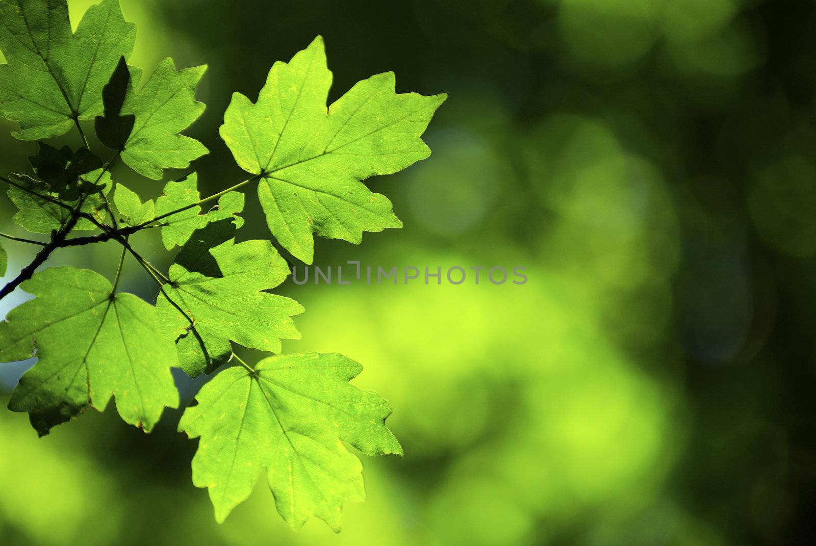 spring green leaves background in a sunny day