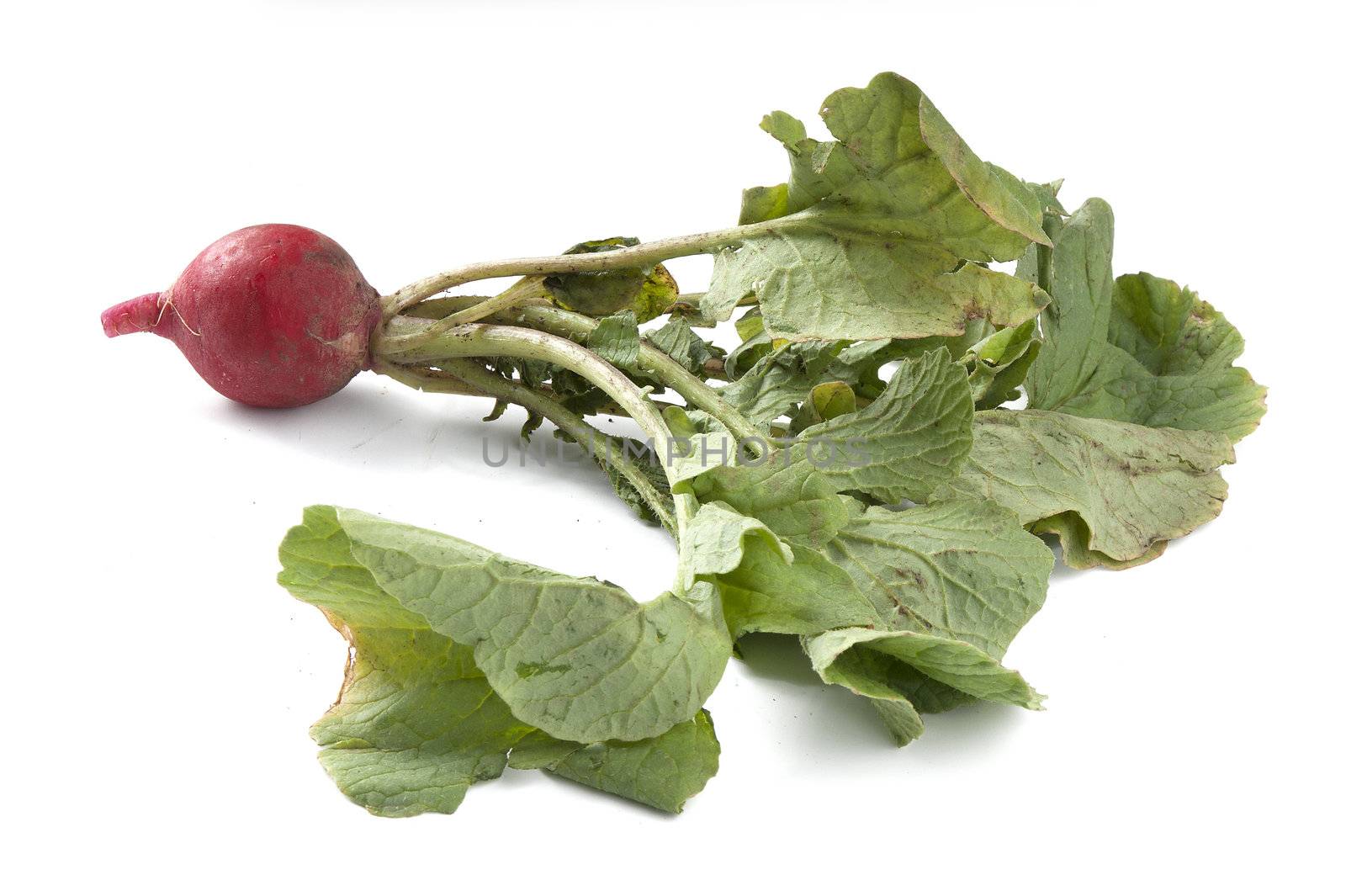 One bunch of radish on the white background