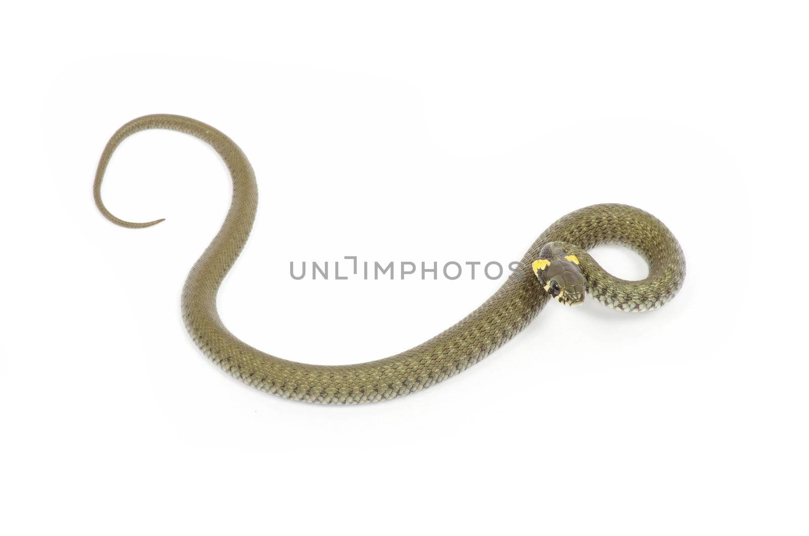 snake isolated on white background