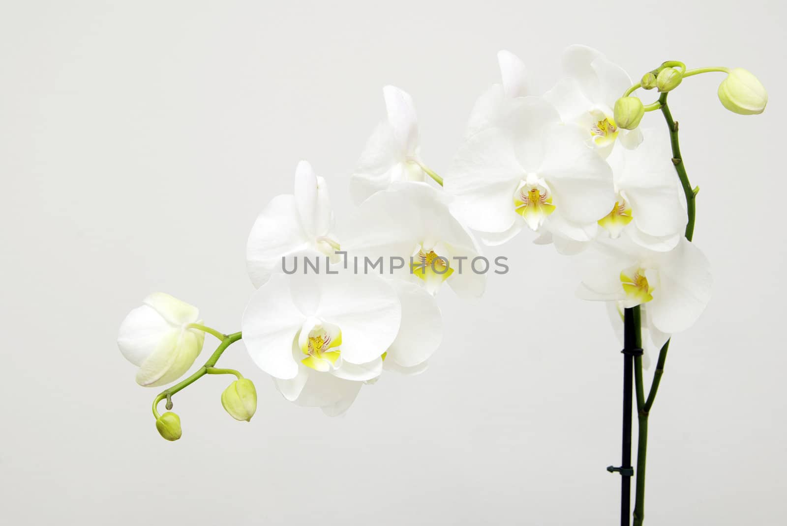 Blooming white orchids flower isolated on white background