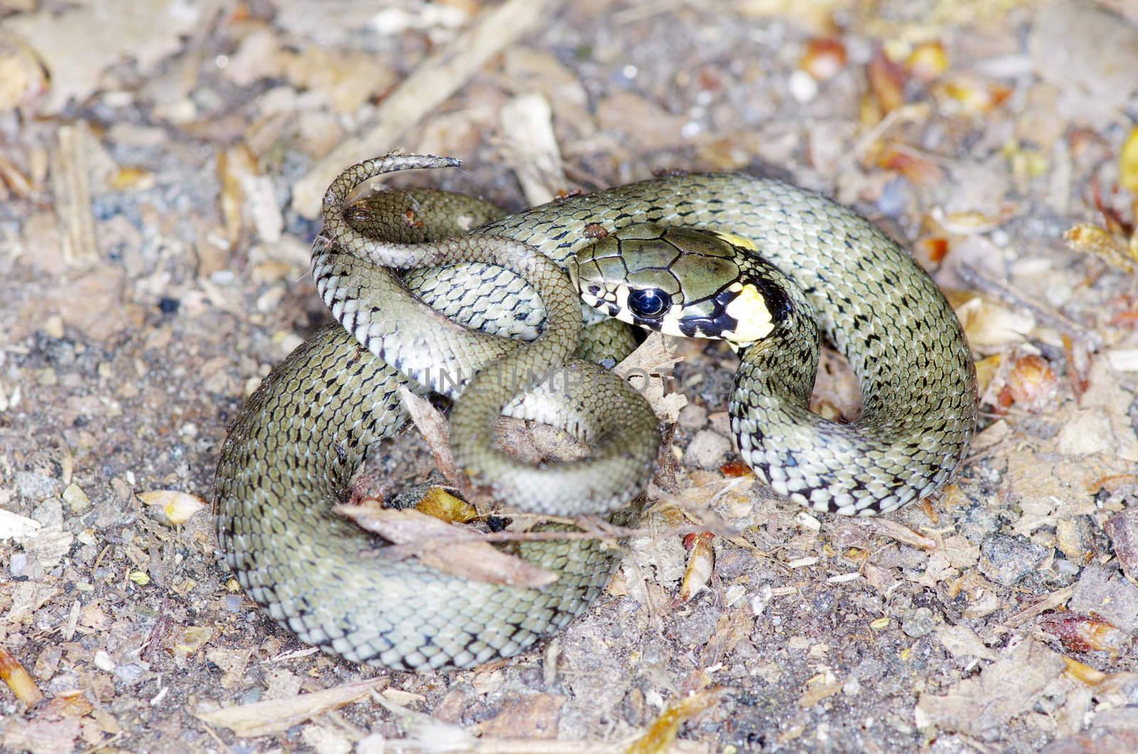 macro of a grass snake in the nature