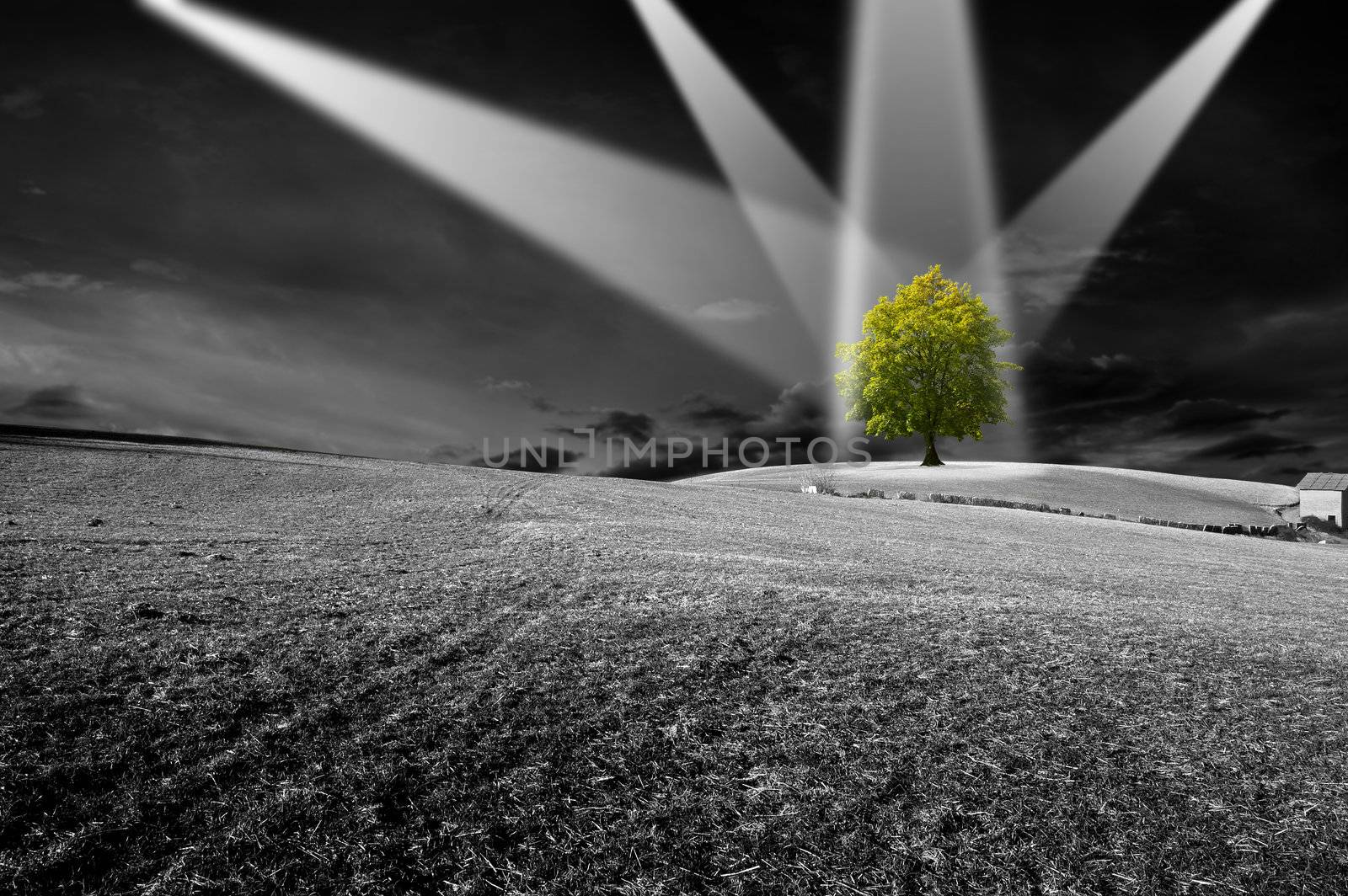 Landscape in black and white with green tree - the concept of ecology