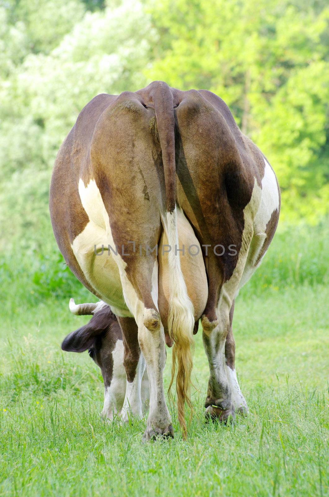 cows on a green meadow