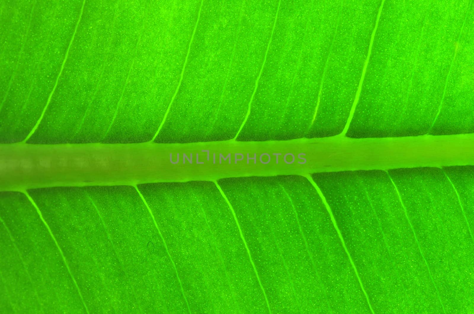 structure of leaf natural background