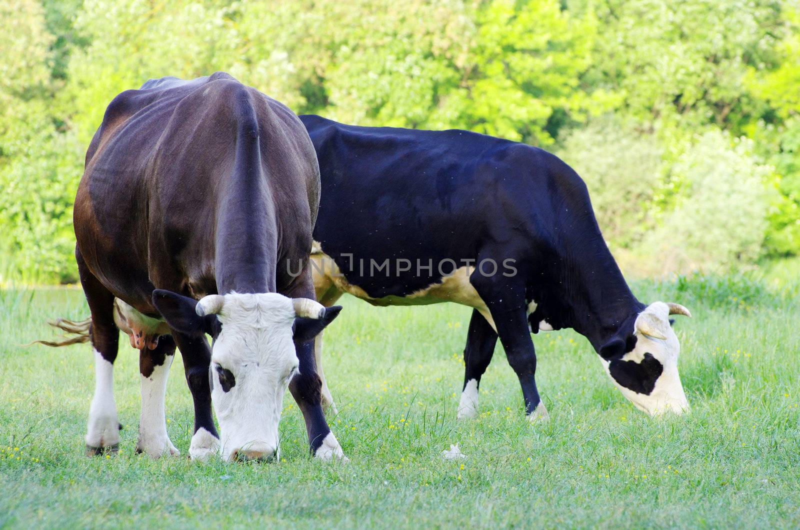 cows on a green meadow