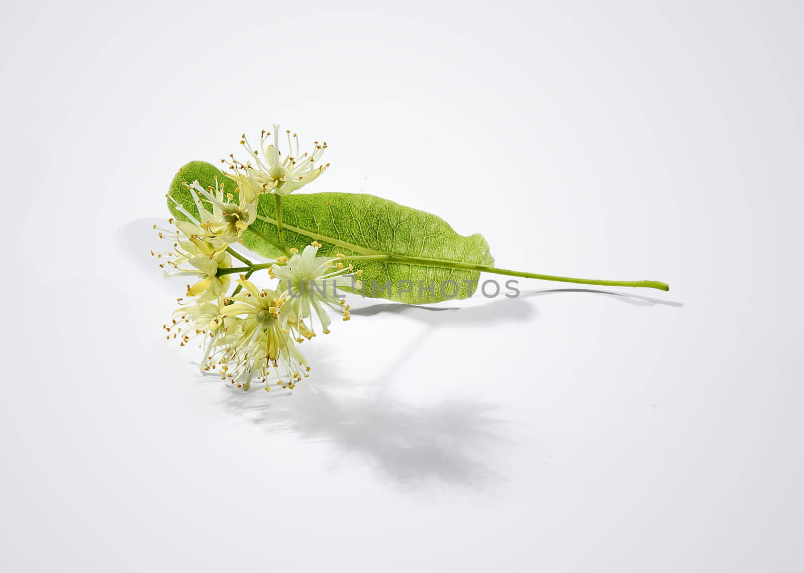 One isolated flower of linden on the gray