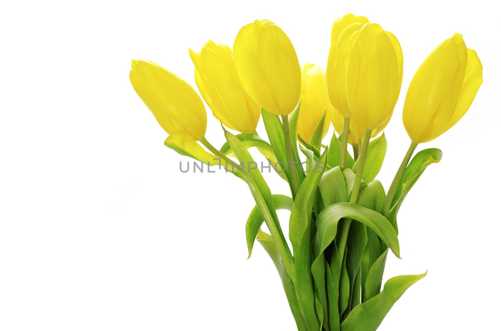 yellow tulips isolated on white background