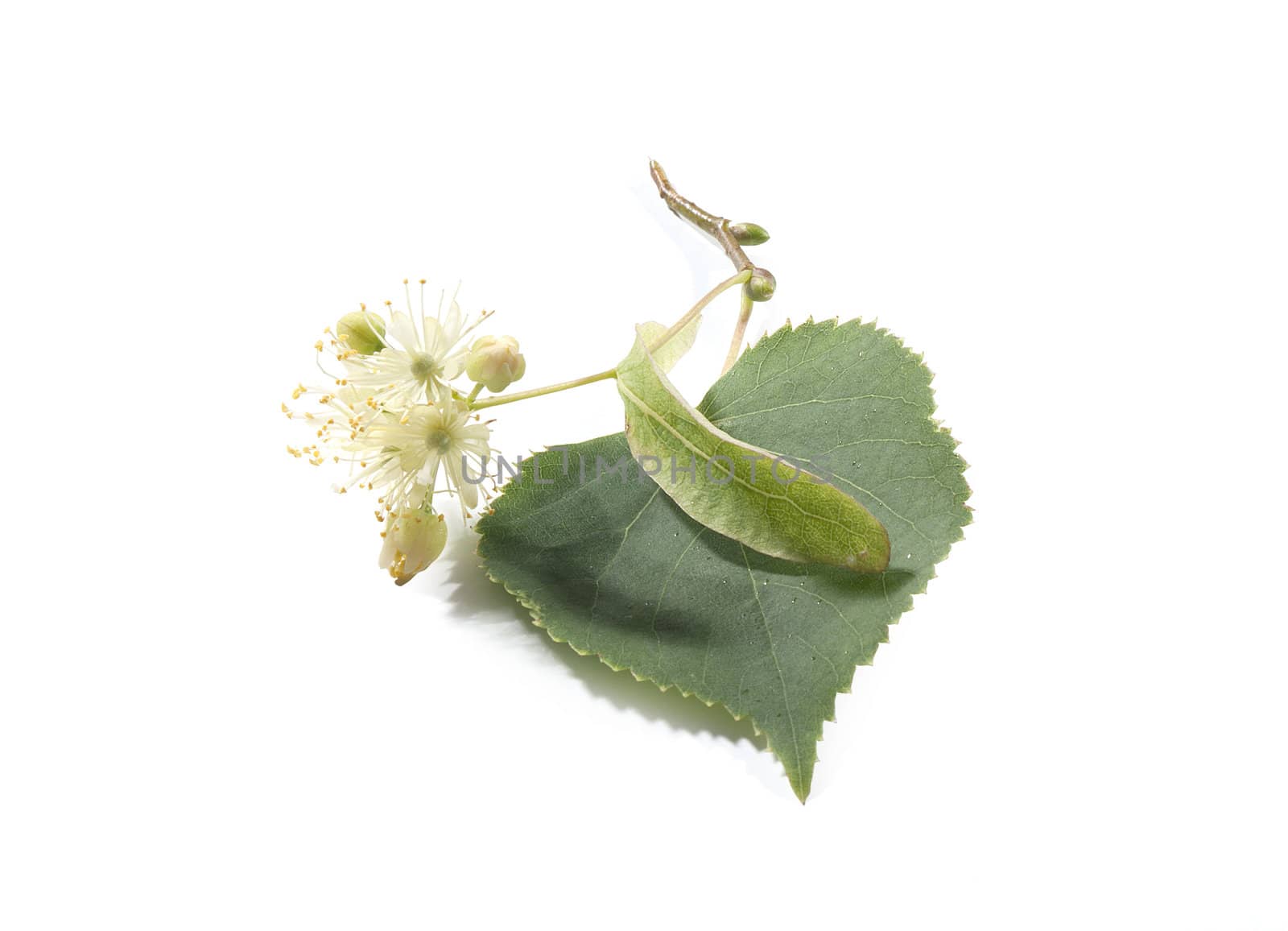 Isolated branch of linden on the white background