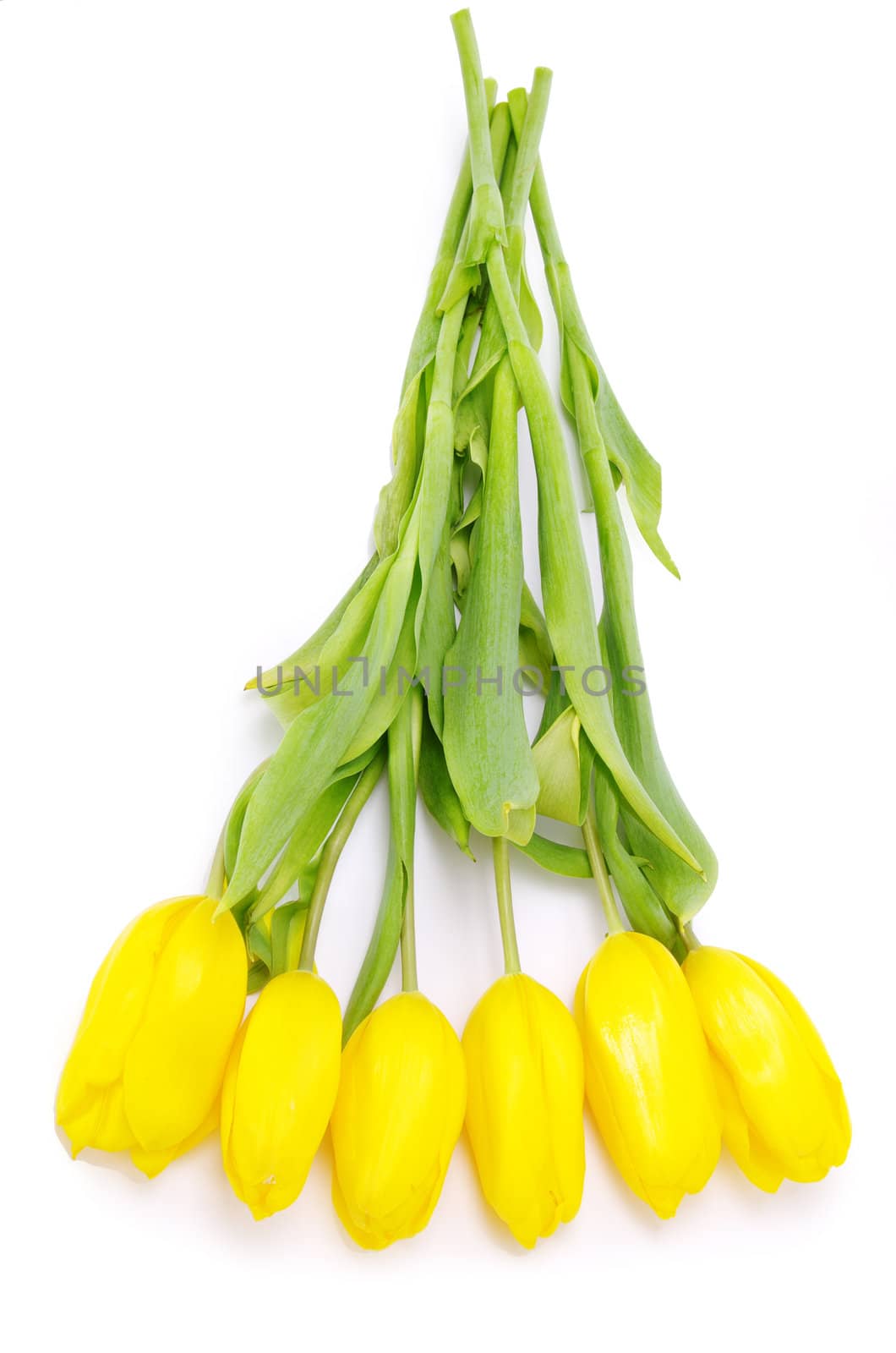 yellow tulips isolated on white background