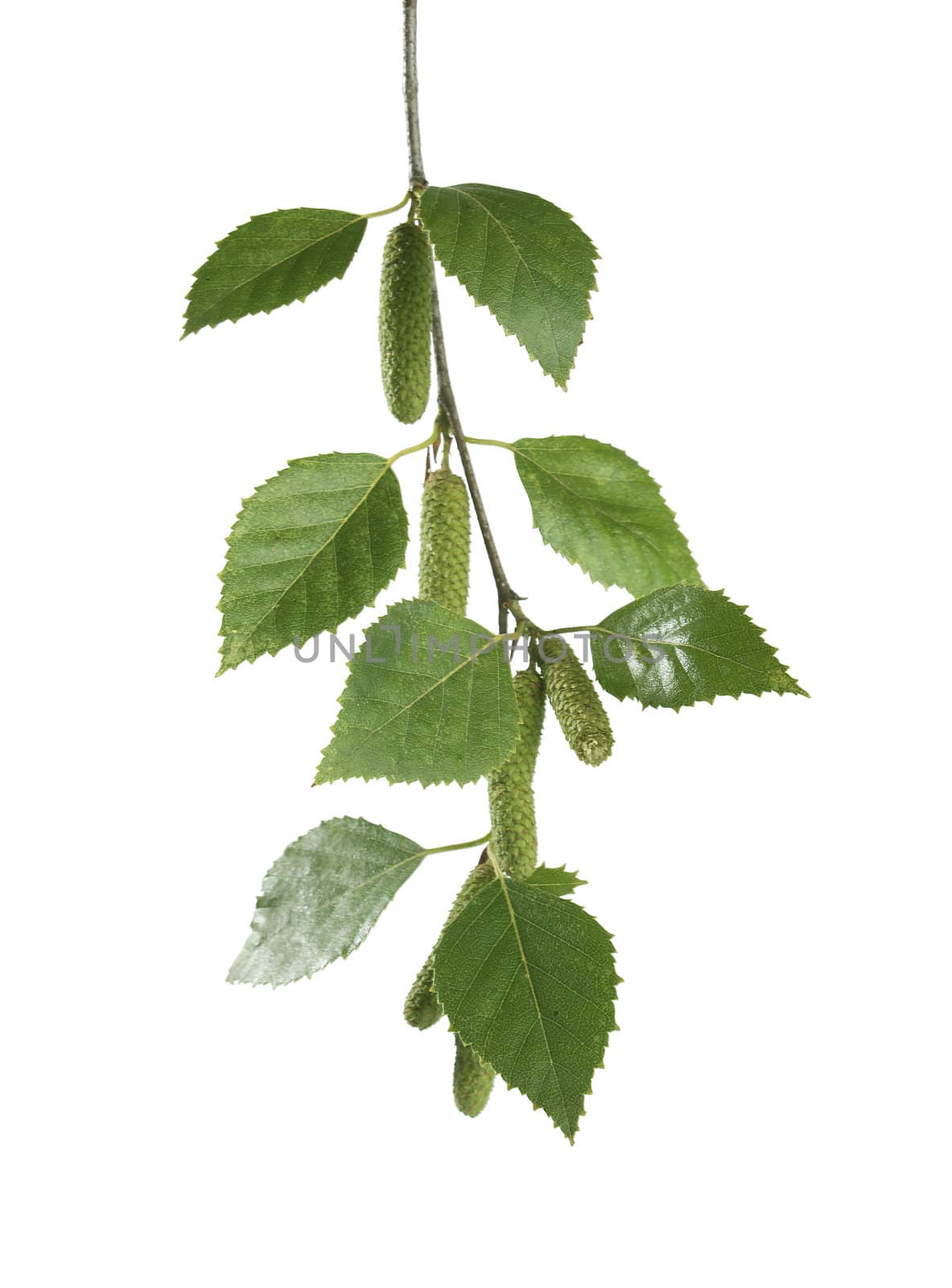 Isolated branch of birch on the white background