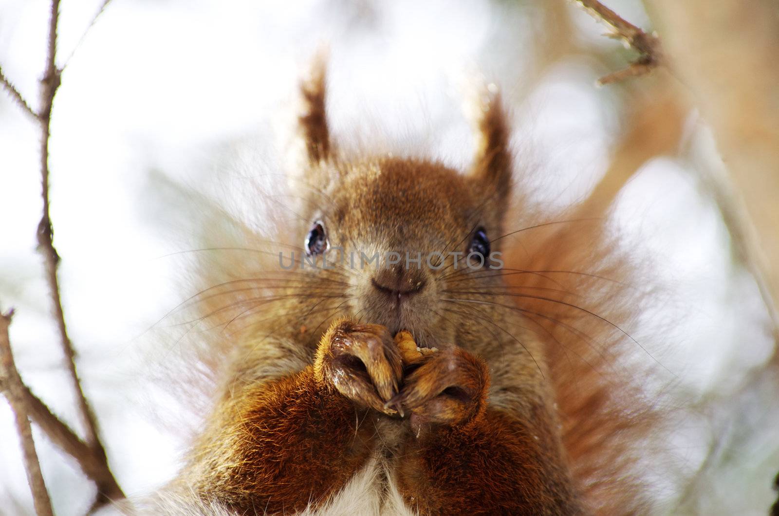  A squirrel hanging on tree     
