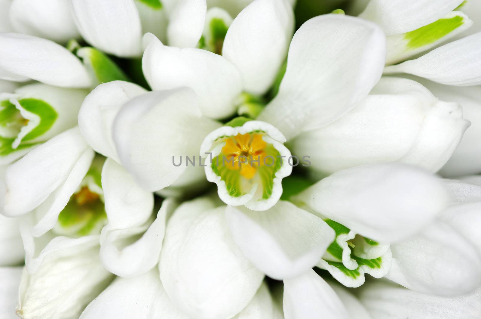 Spring snowdrop flowers  closeup background