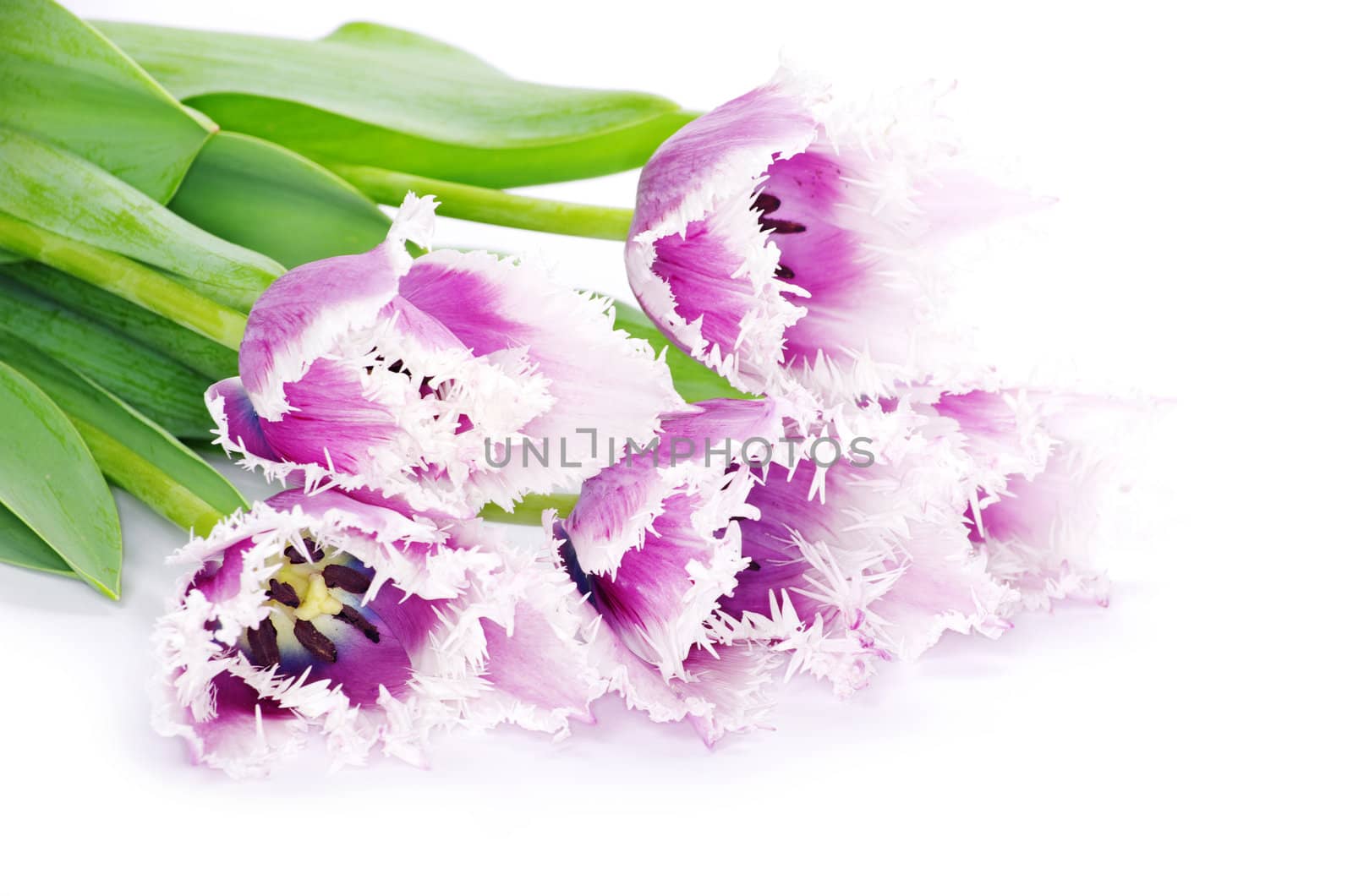 pink tulips on white background 