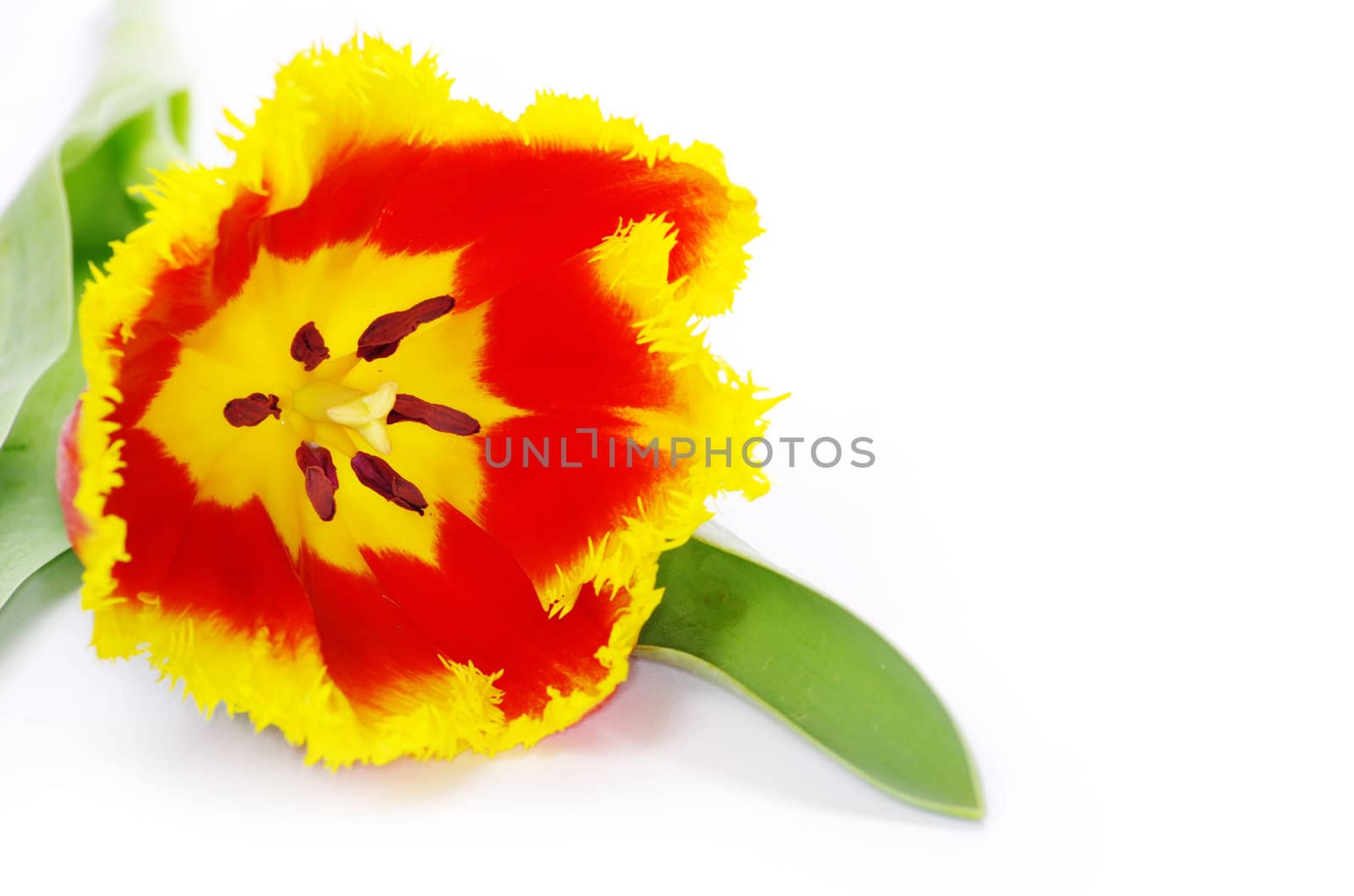 yellow tulip isolated on white
