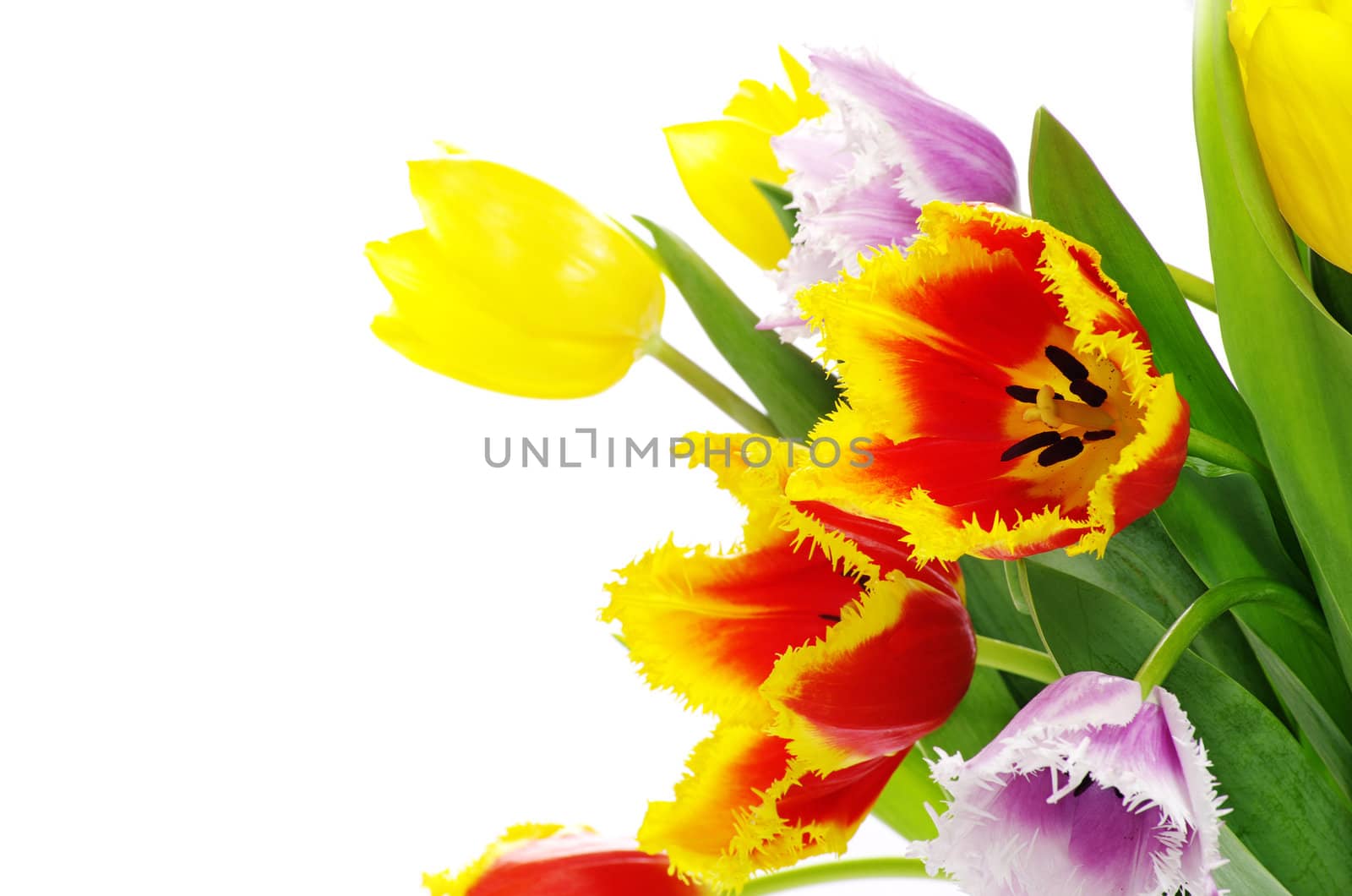 bouquet of the fresh tulips on white background