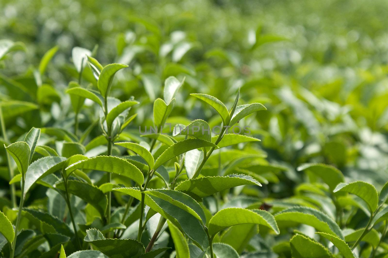 Bushes of green tea on the plantation