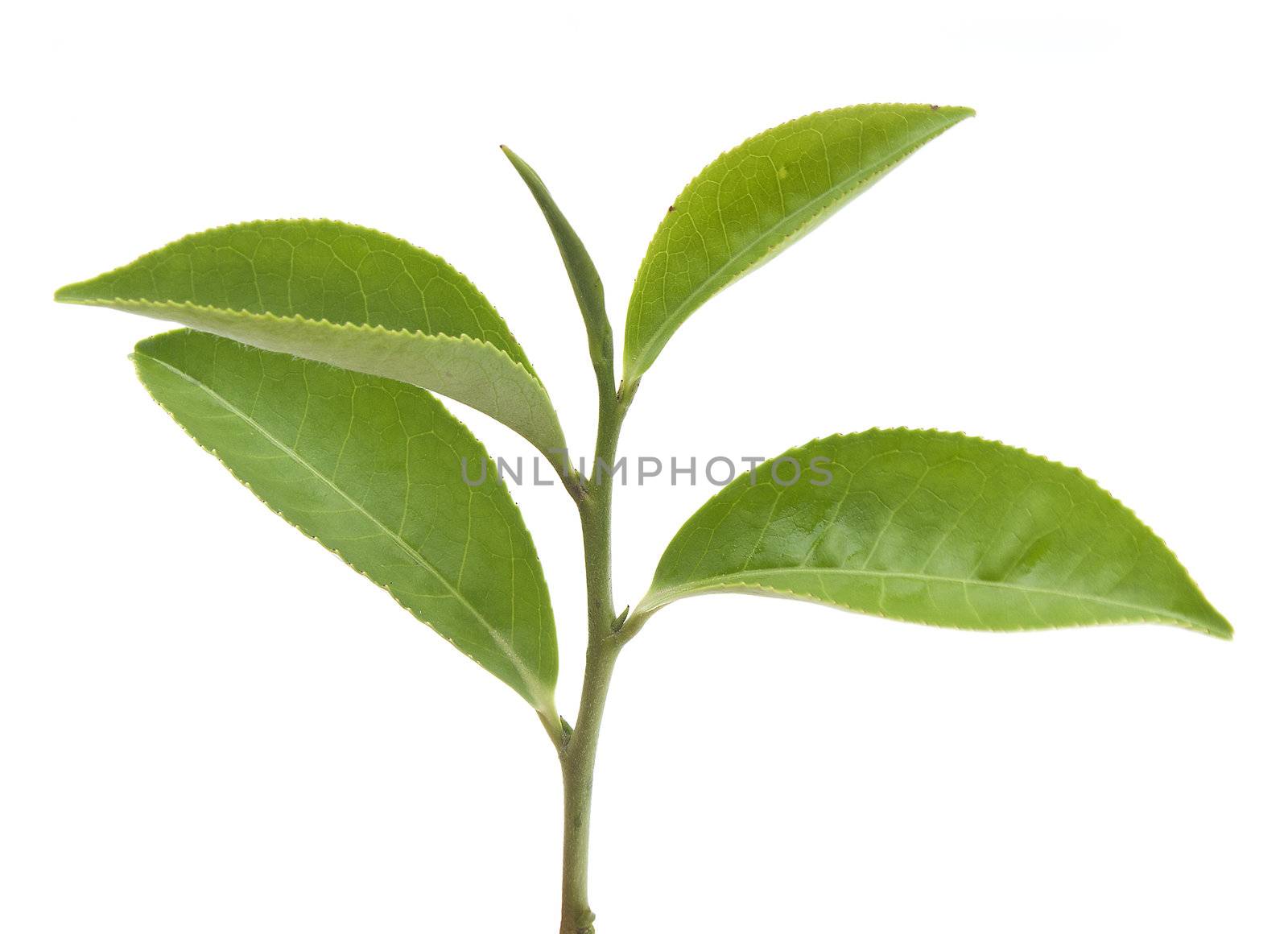 Isolated branch of fresh green tea