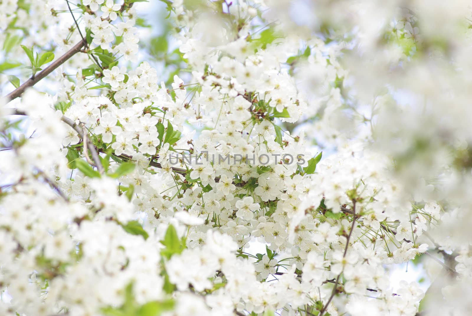  Close up of the cherry blossoms  