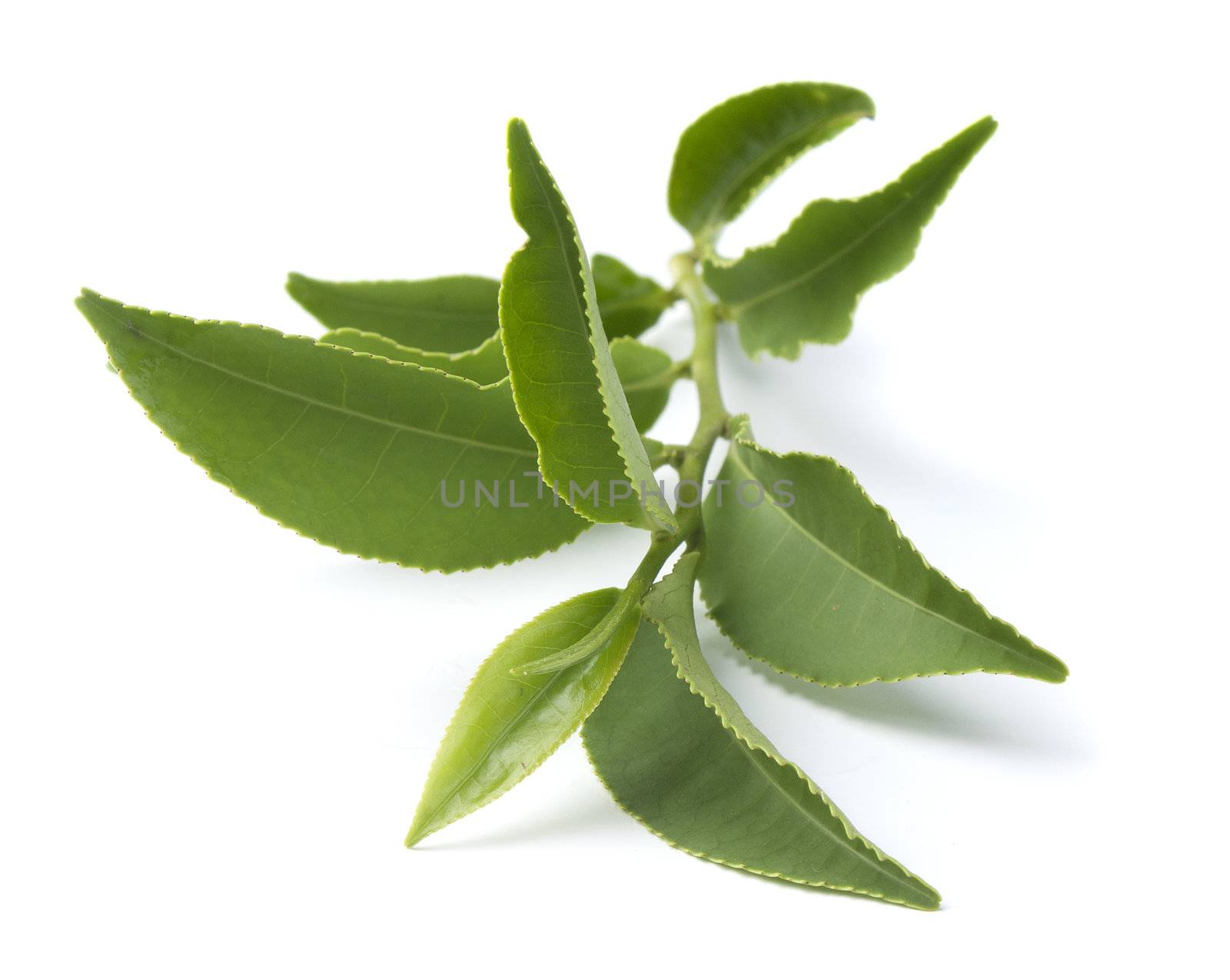 Isolated branch of fresh green tea