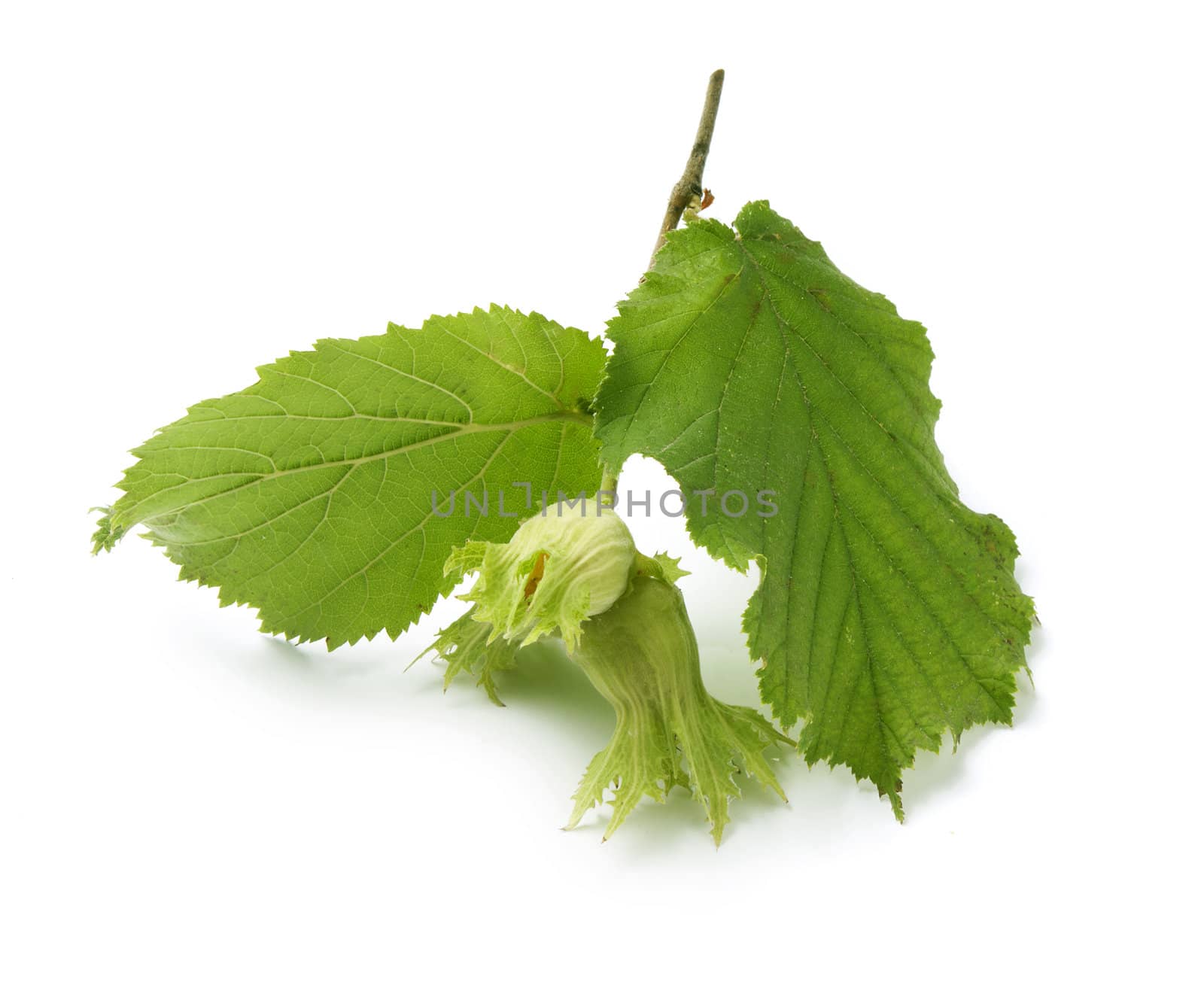 Branch of hazel with nut and leaves