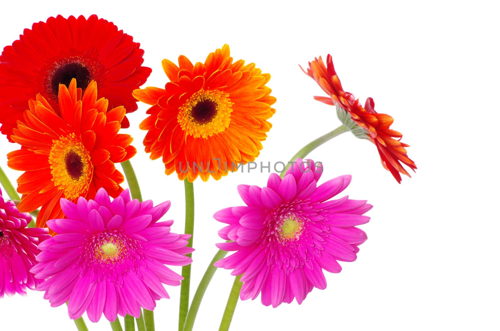 colorful gerberas flowers on white background