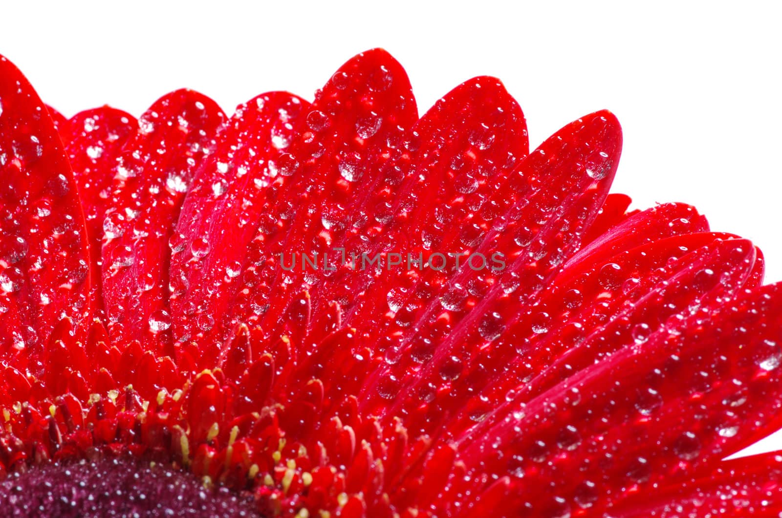 gerbera flower closeup on white background