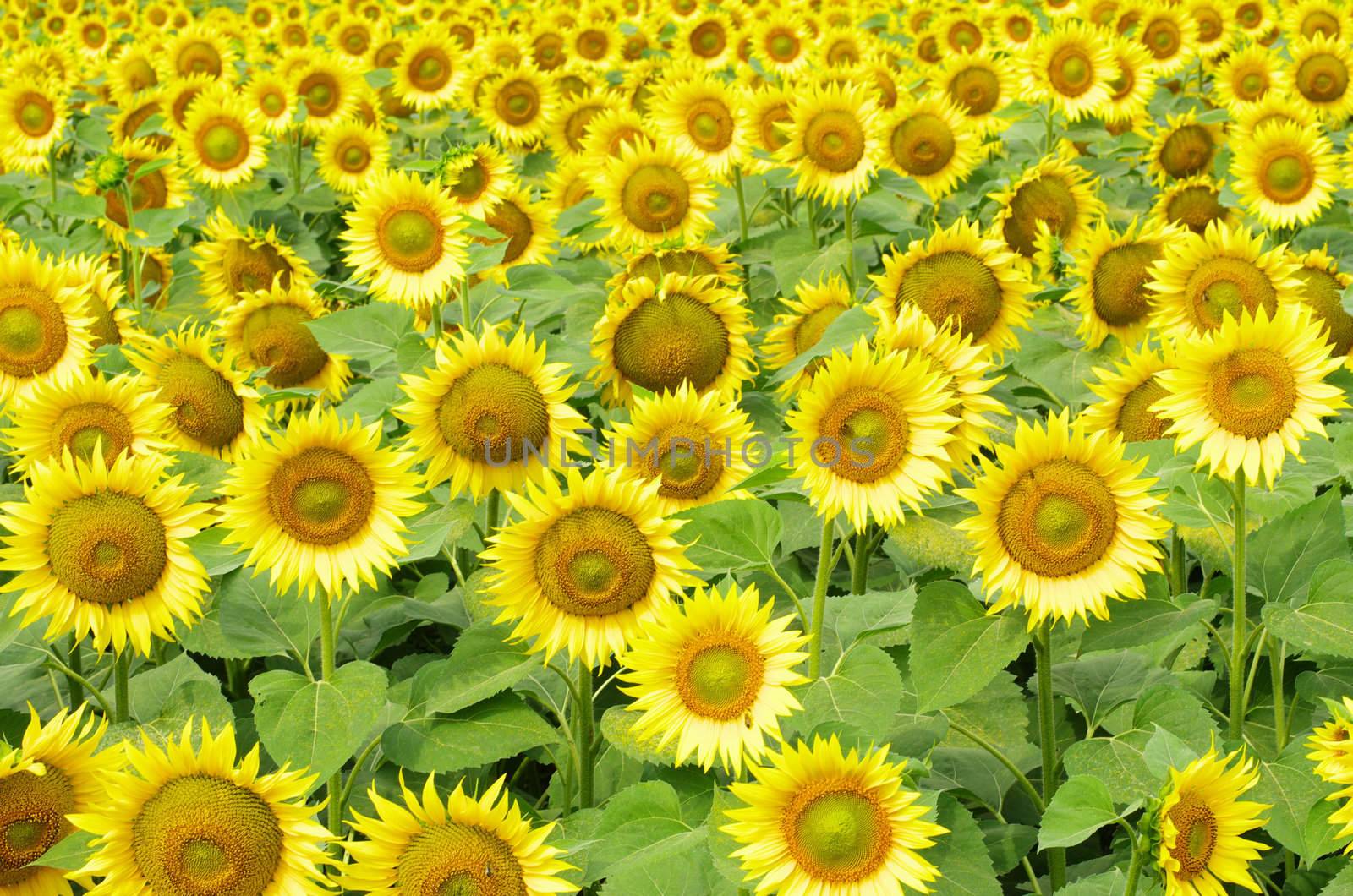 Closeup of a bright yellow sunflowers