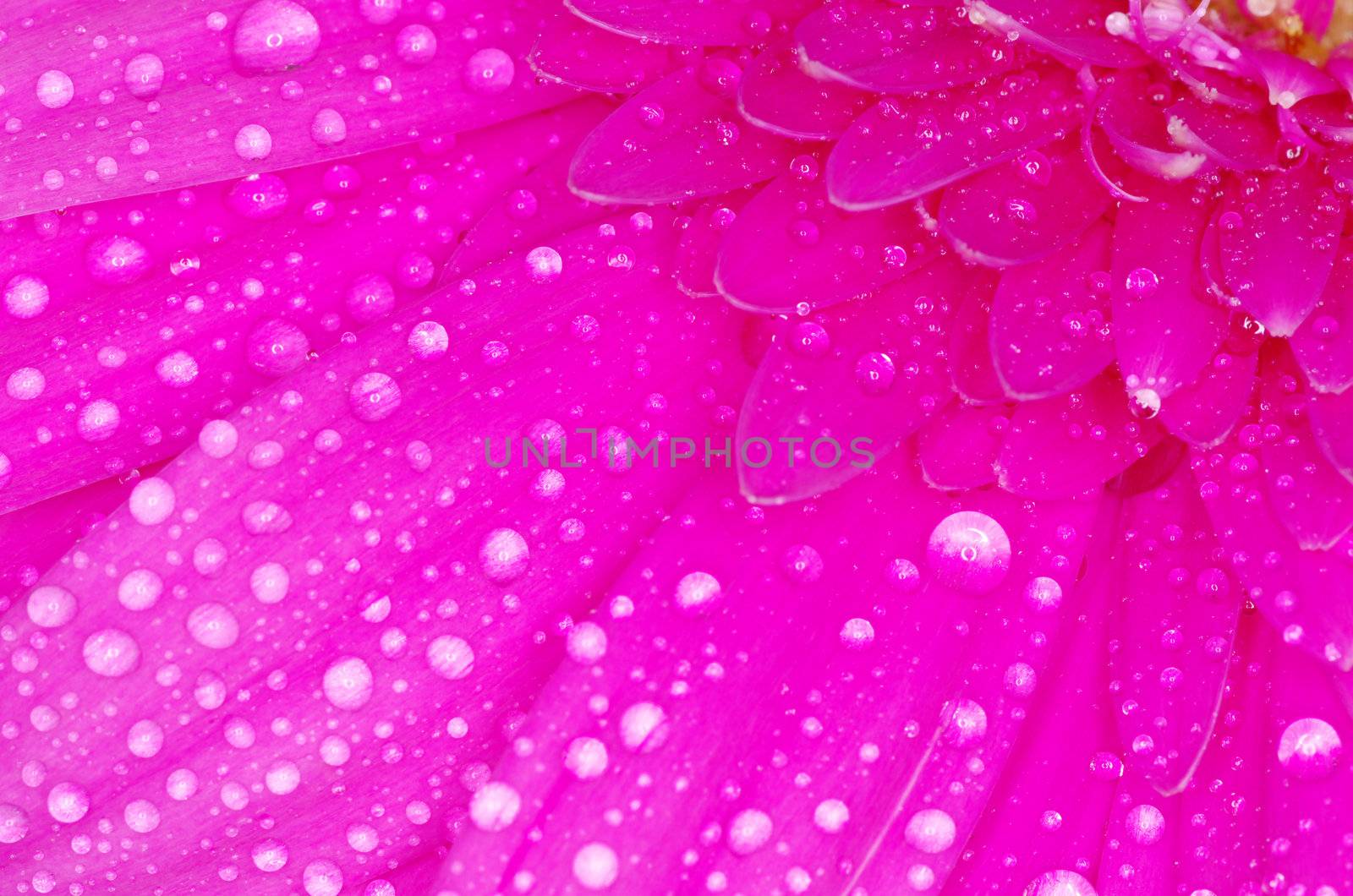  gerbera flower close up background