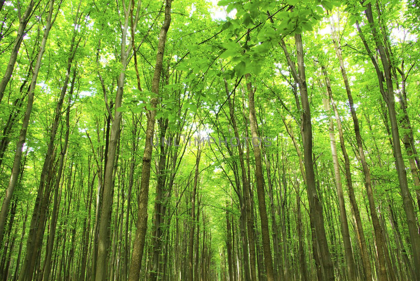 green forest background in sunny day