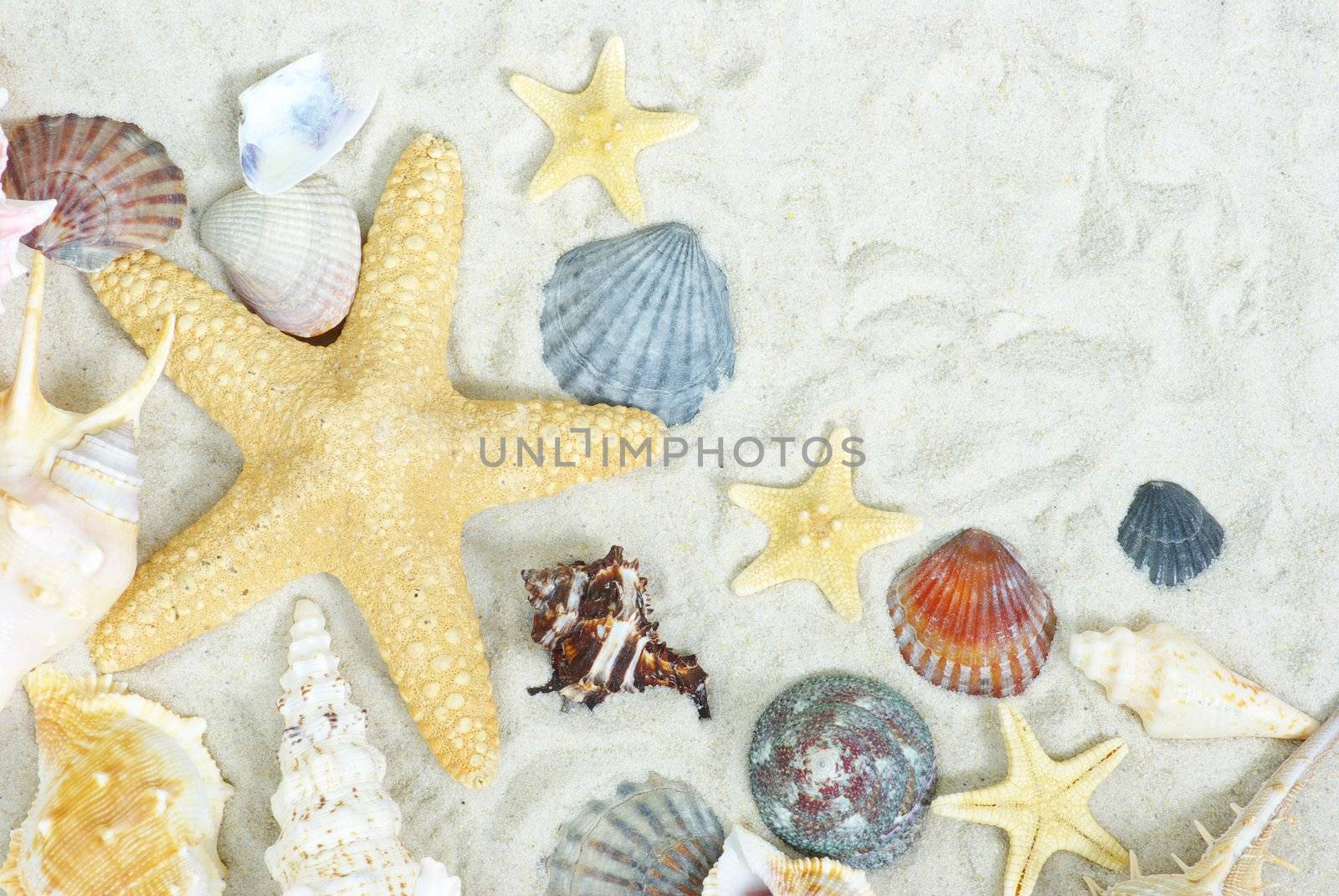 starfish and shells on the beach sand