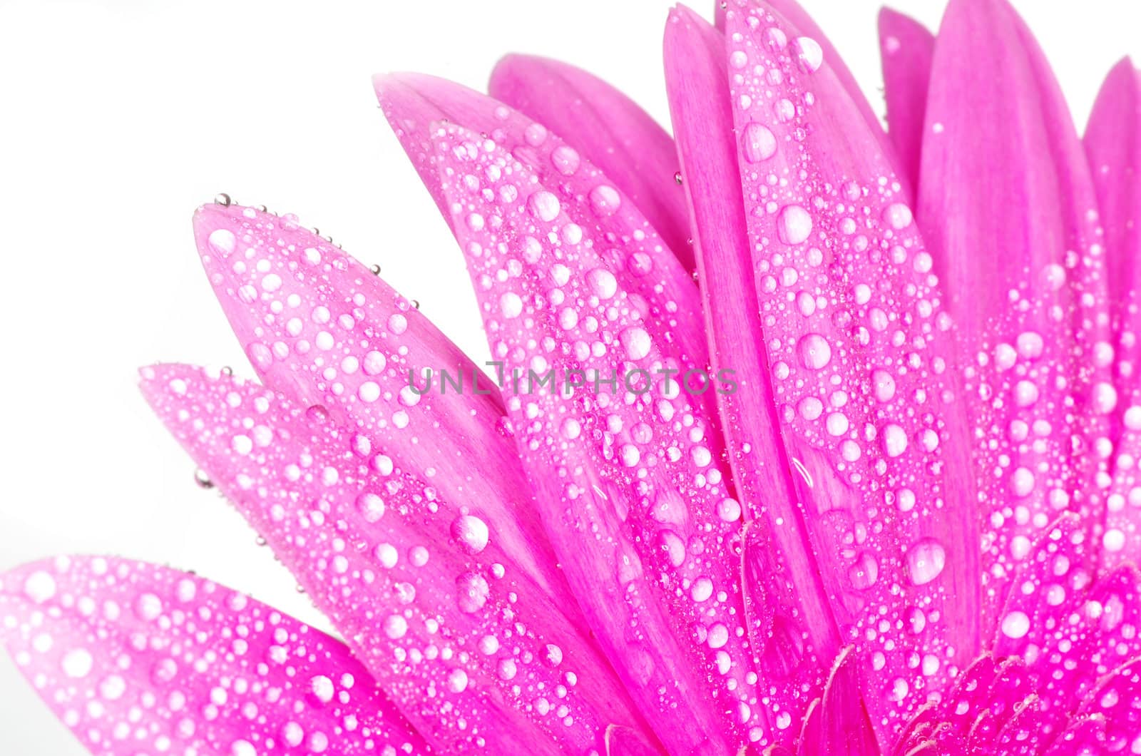 gerbera flower closeup on white background