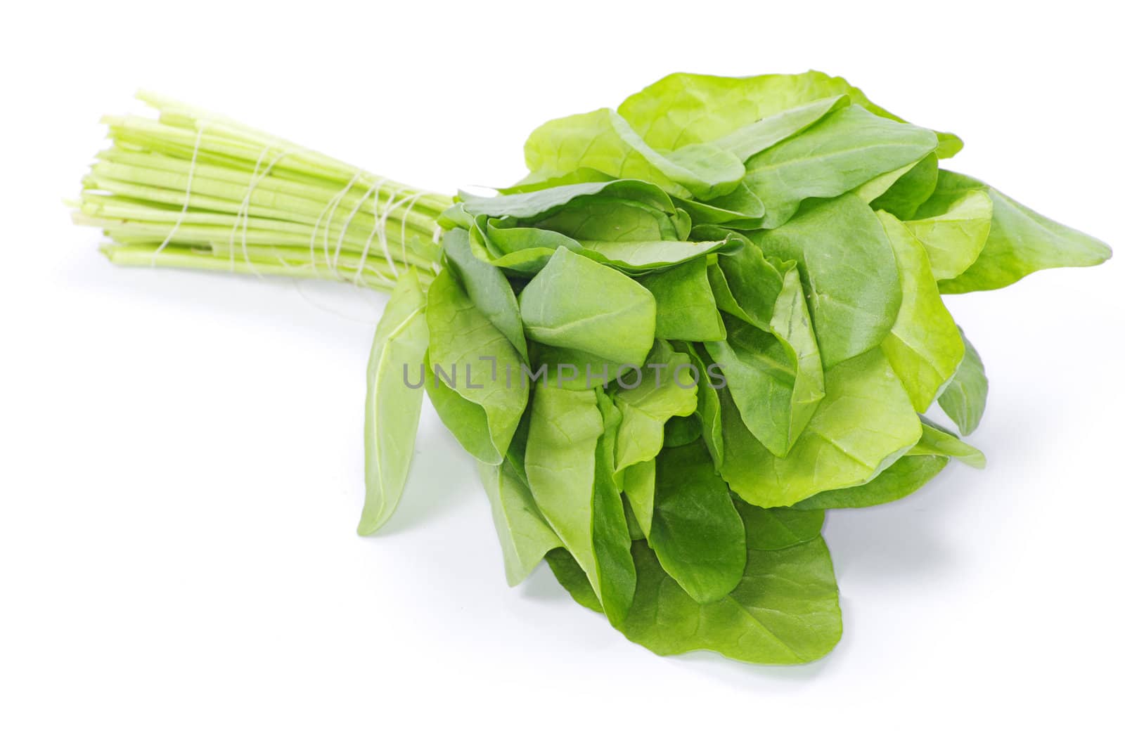 fresh sorrel isolated on white background