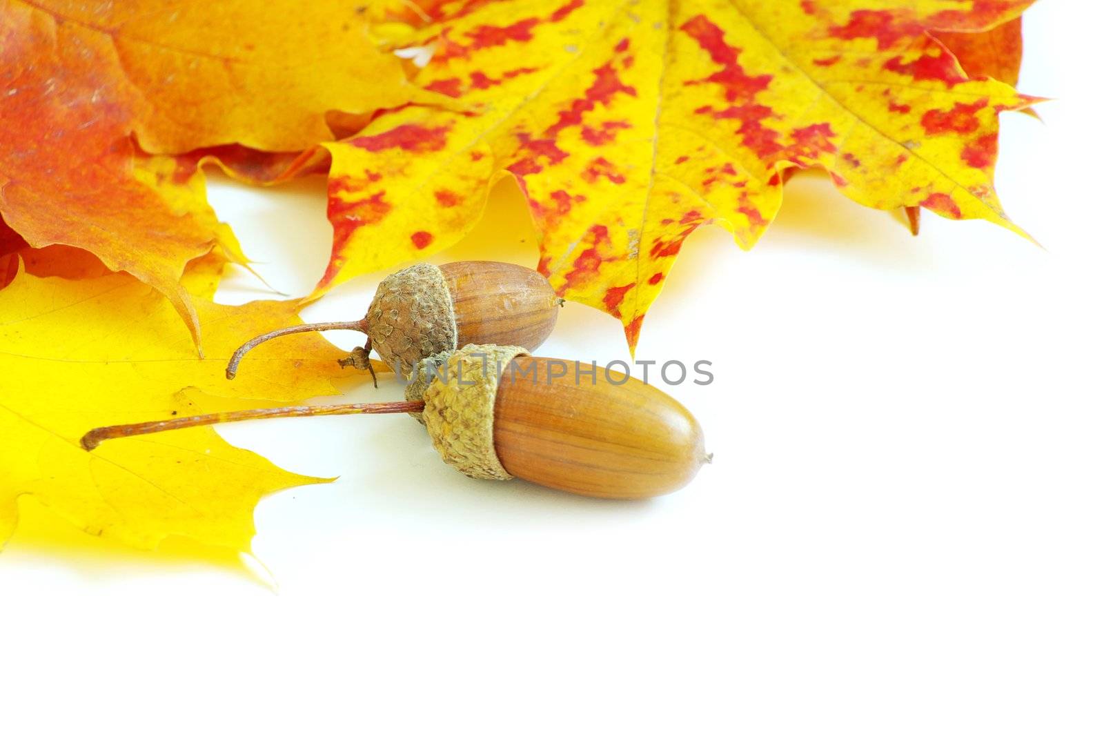 autumn maple leafs isolated on a white 