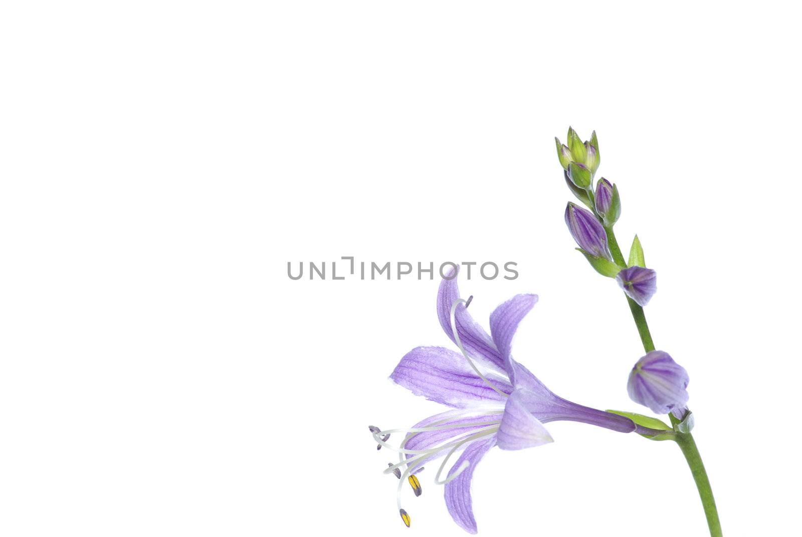 lovely purple flowers on white background