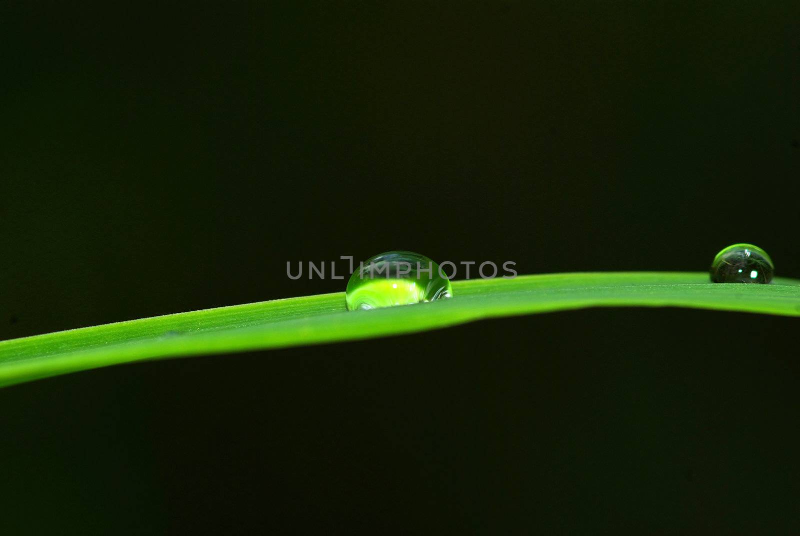 Dew drop on a blade of grass 