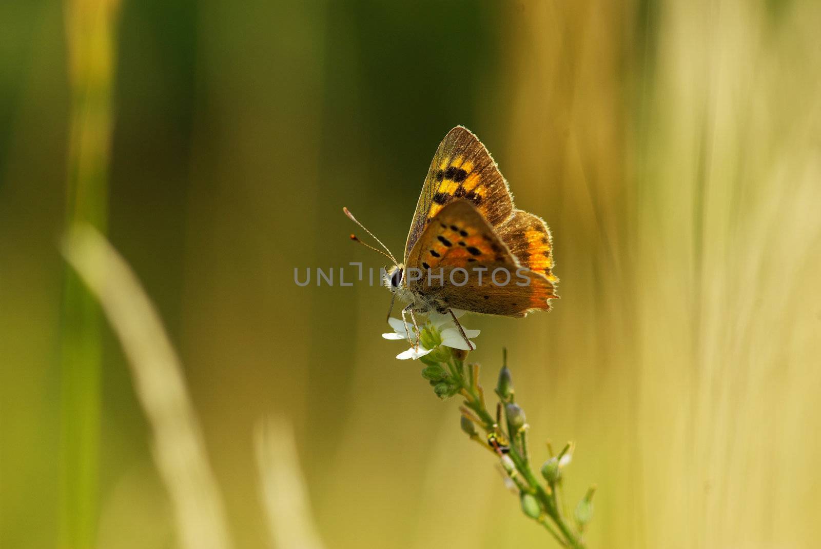  butterfly on a green leaf
