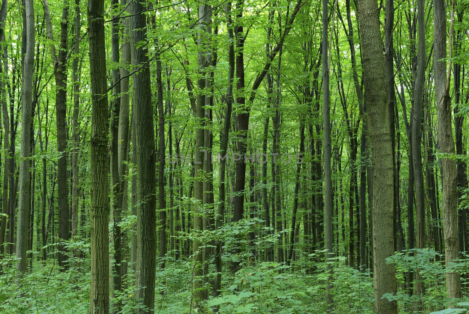 green forest  background in a sunny day
