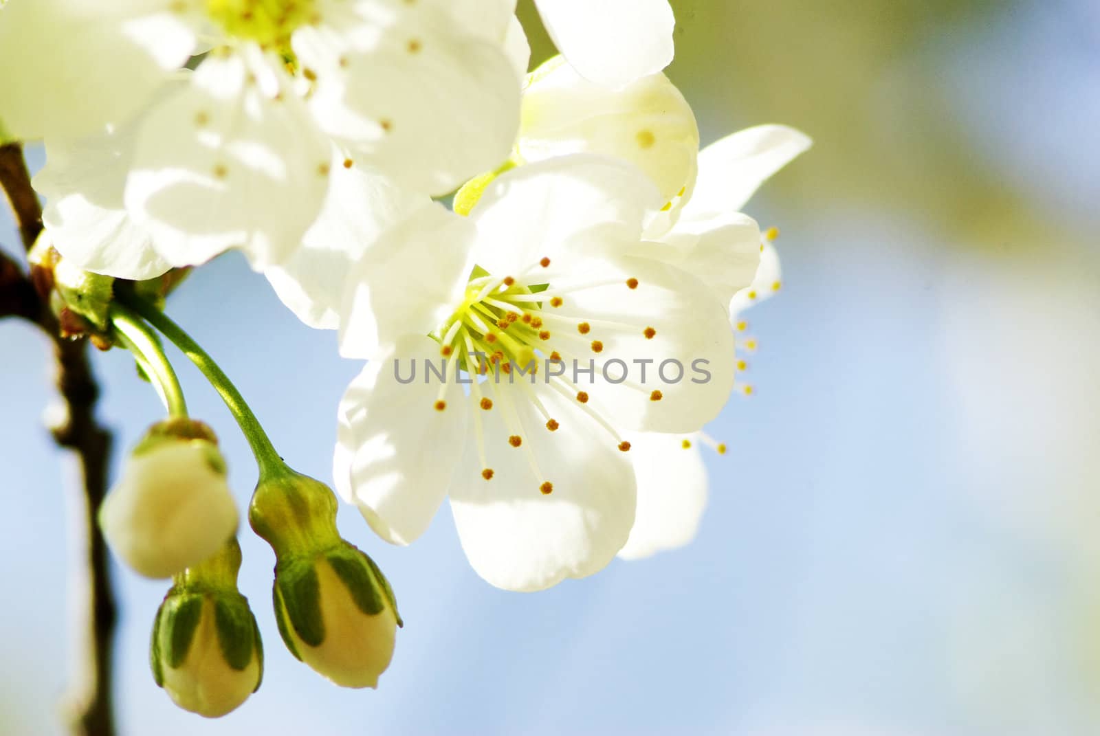  Close up of the cherry blossoms  