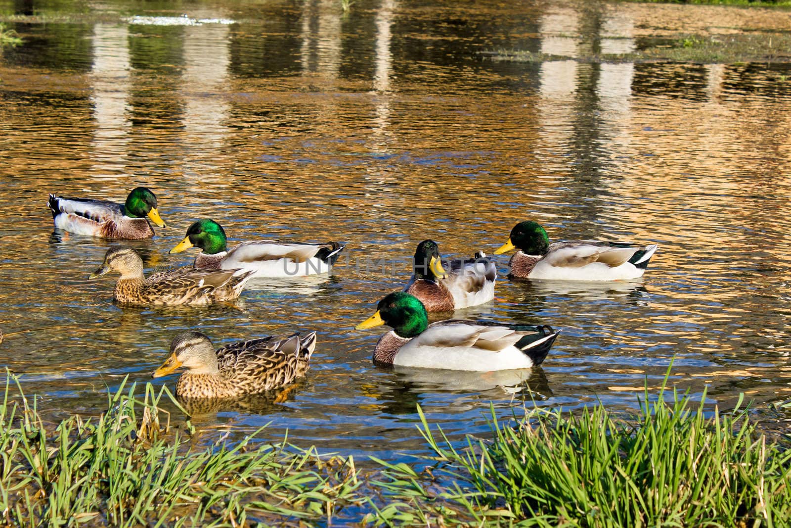 Mallard ducks on Gacka river spring in Majerovo vrilo, Lika, Croatia