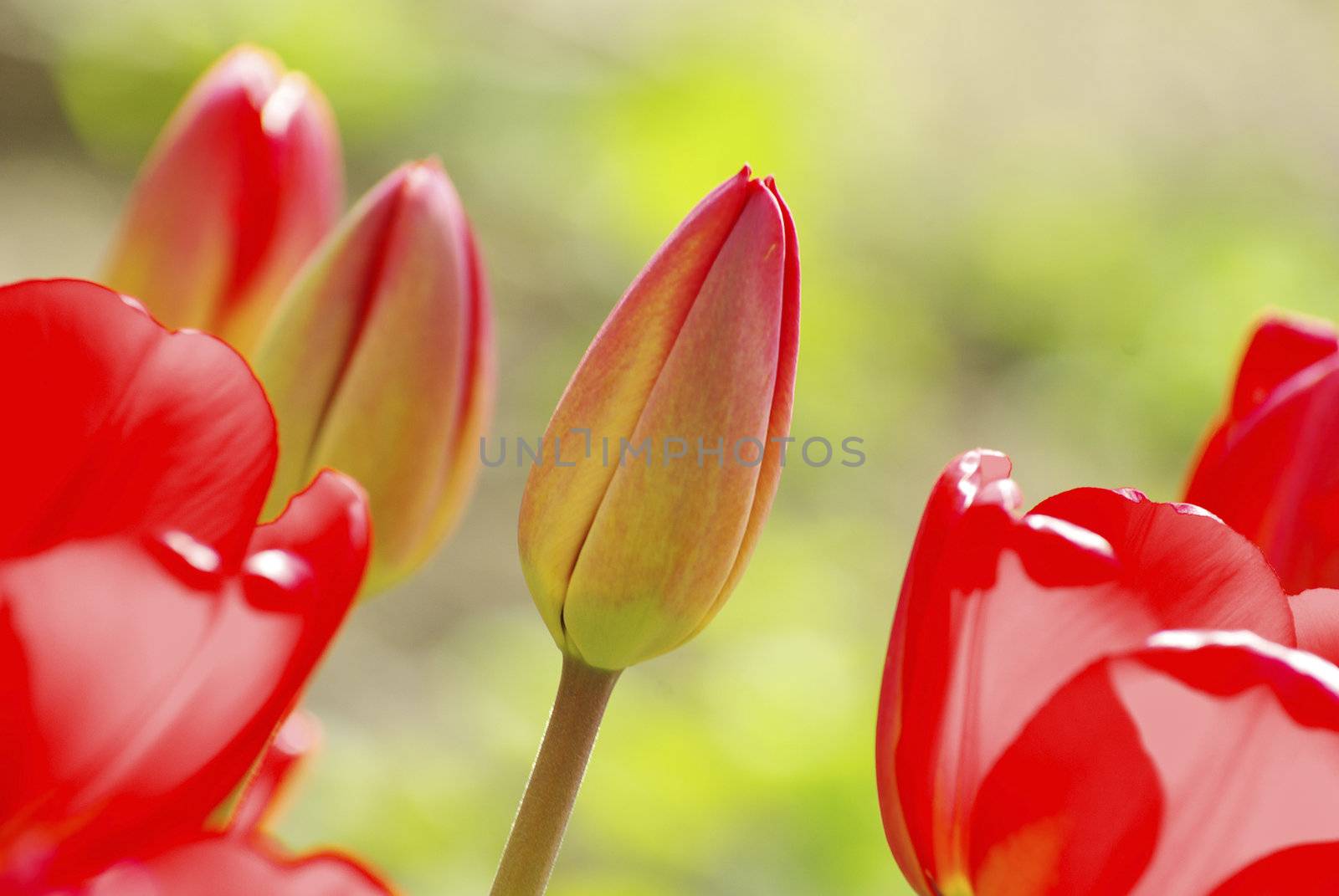  Beautiful red tulips in the garden