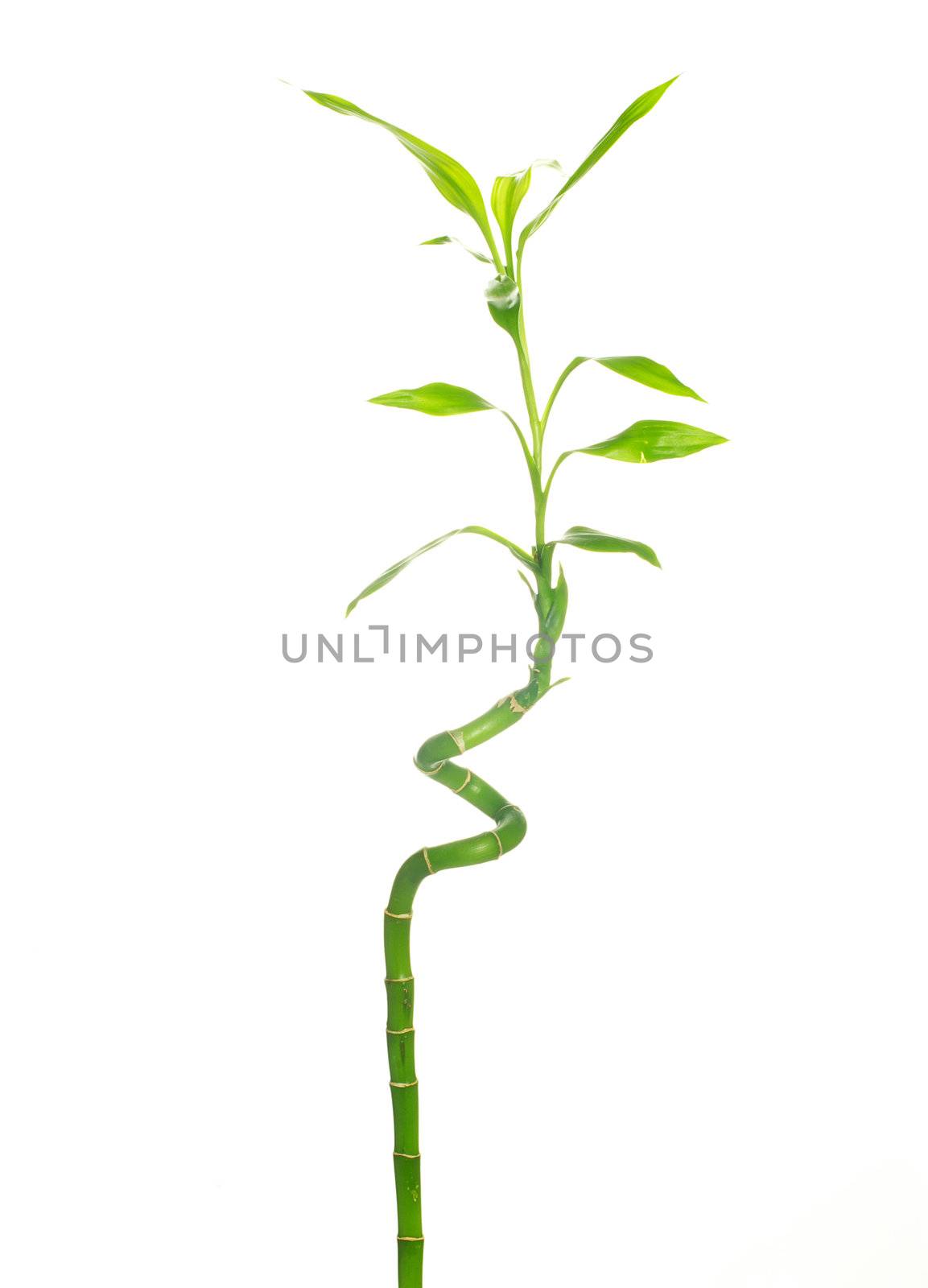 Bamboo isolated on a white background