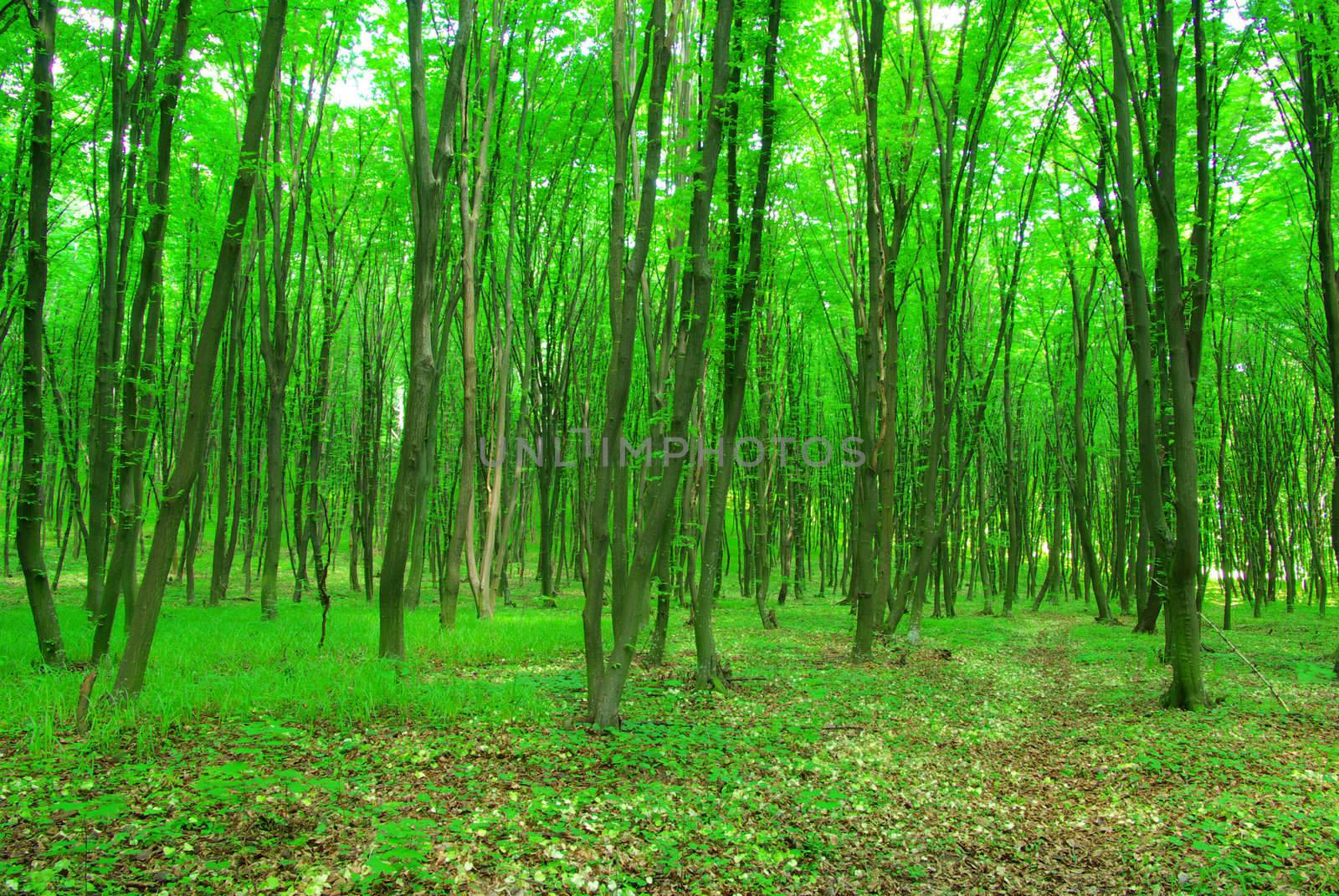 green forest background in a sunny day