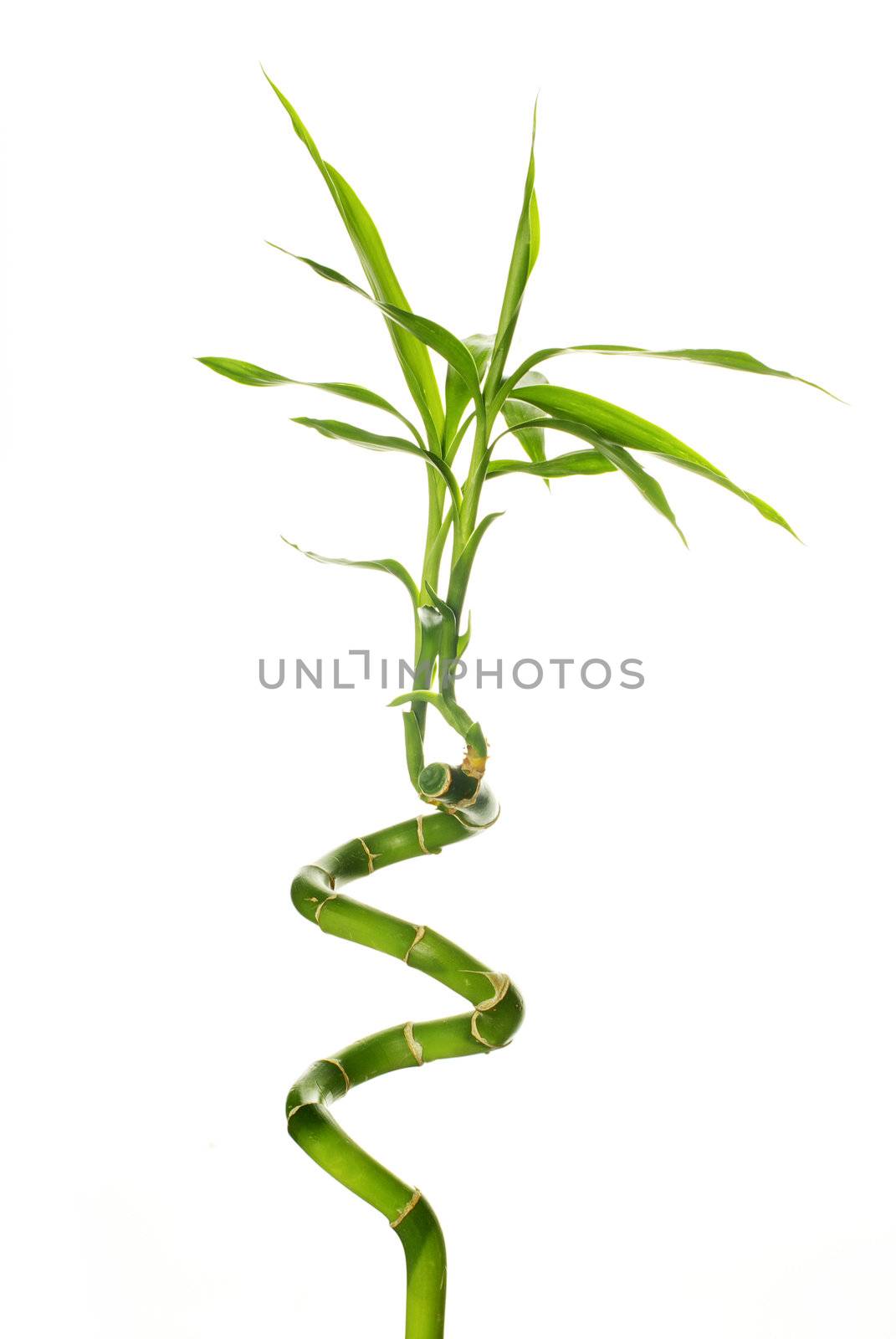 green bamboo isolated on a white background