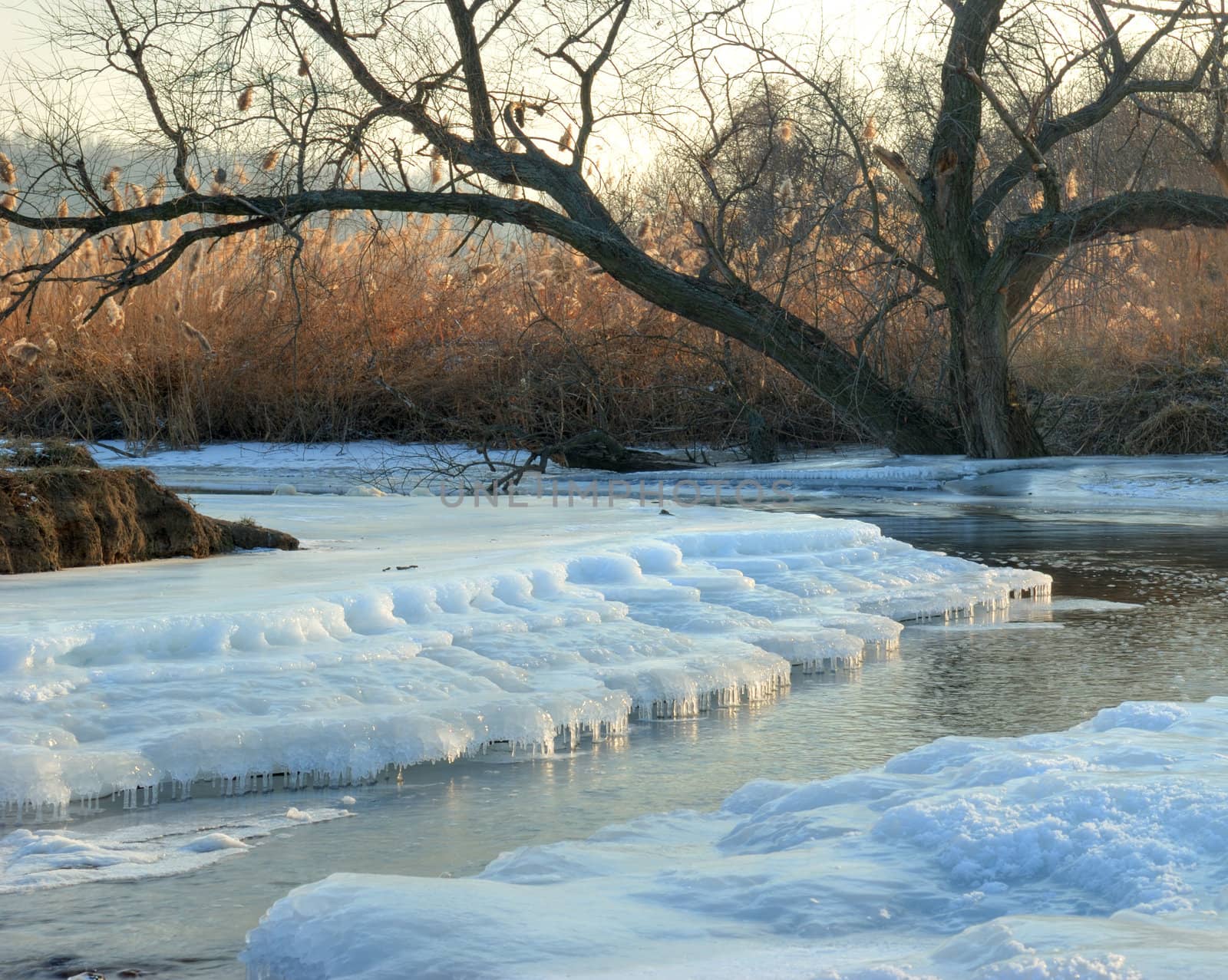 Tree on coast of the winter river. The frozen coast of the river